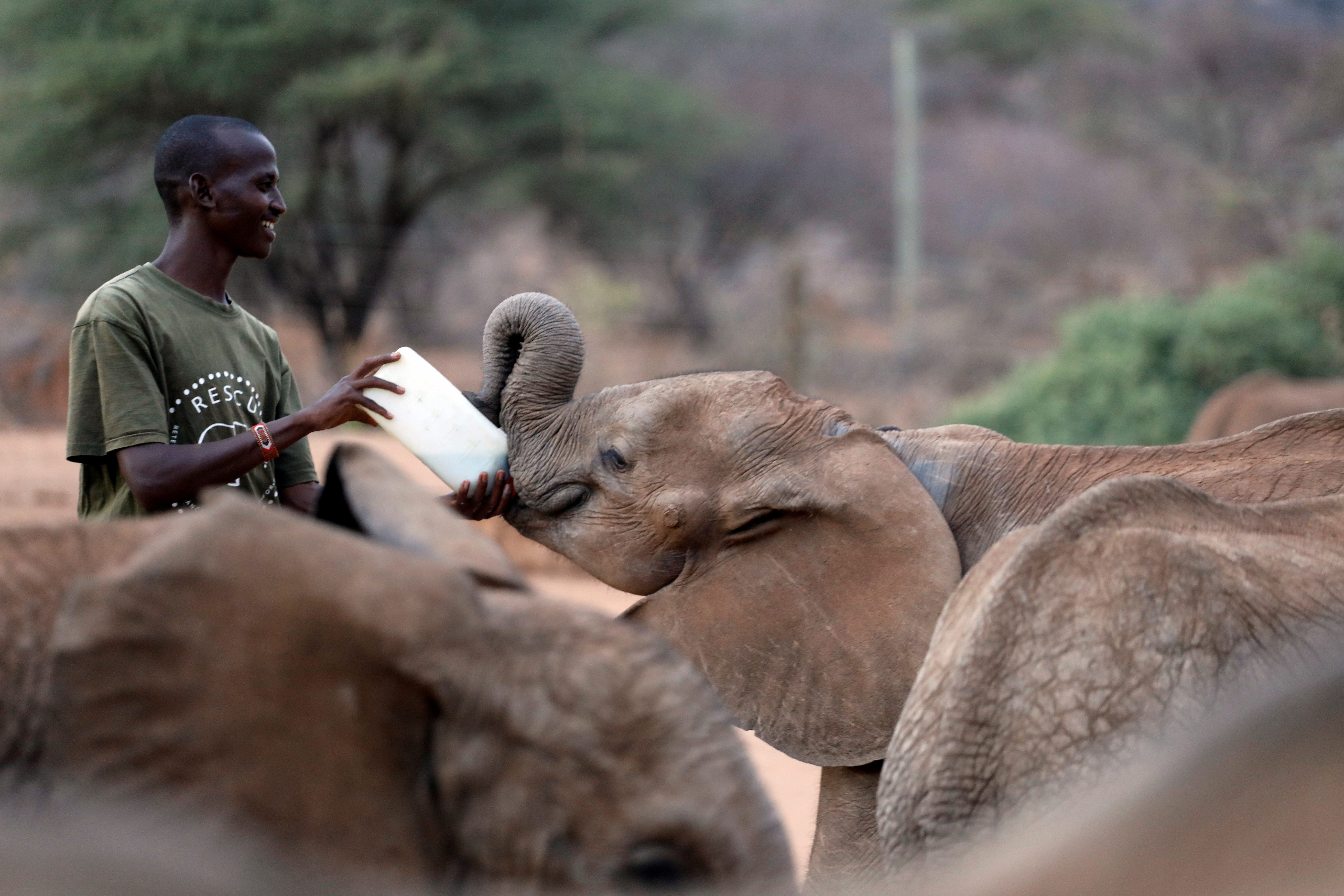 A keeper feeds an orphaned elephant with a bottle of milk, at the Reteti elephant sanctuary in Samburu county, Kenya, October 15, 2021.  REUTERS/Baz Ratner