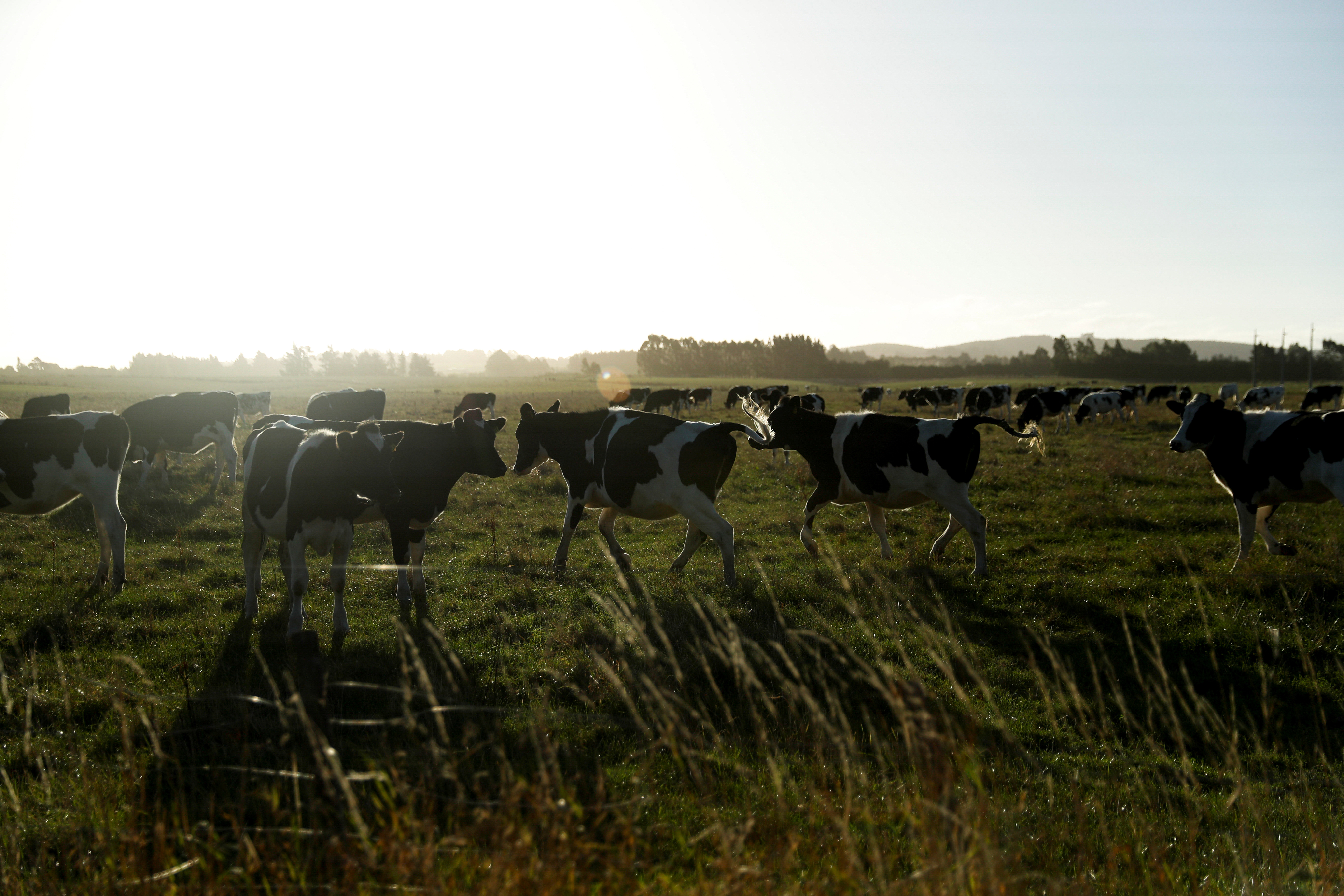 Se ve una granja de ganado en Fernside, en las afueras de Christchurch.