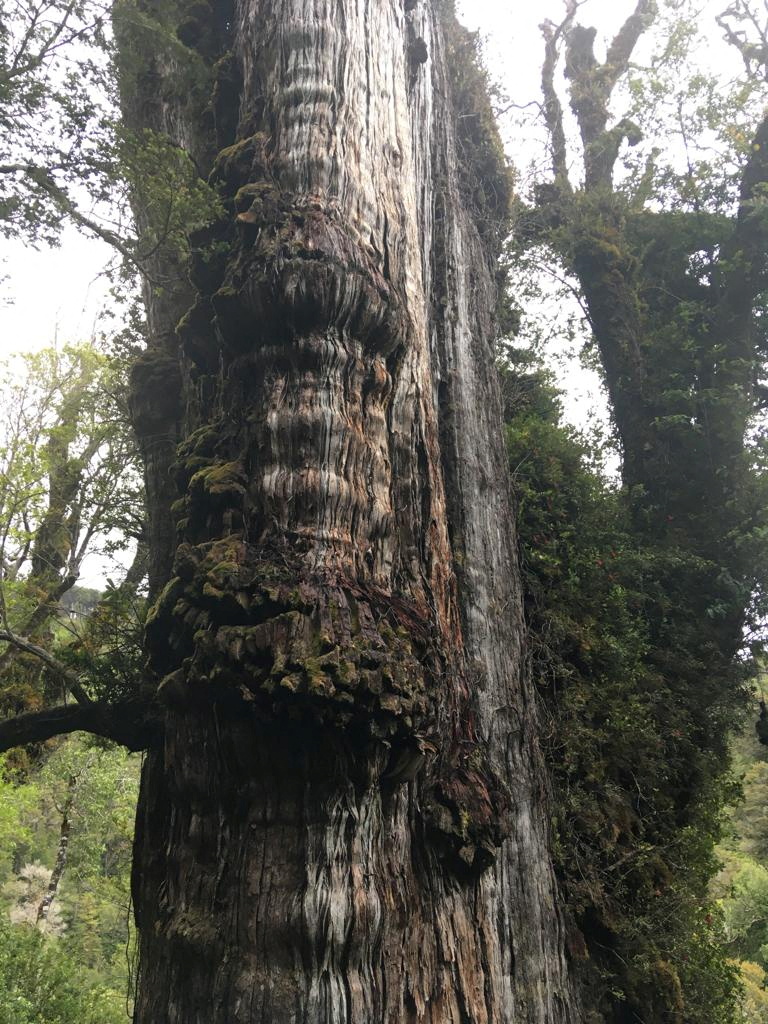 An Alerce (Fitzroya cupressoides) is pictured in a forest at the Alerce Costero National Park in Los Rios