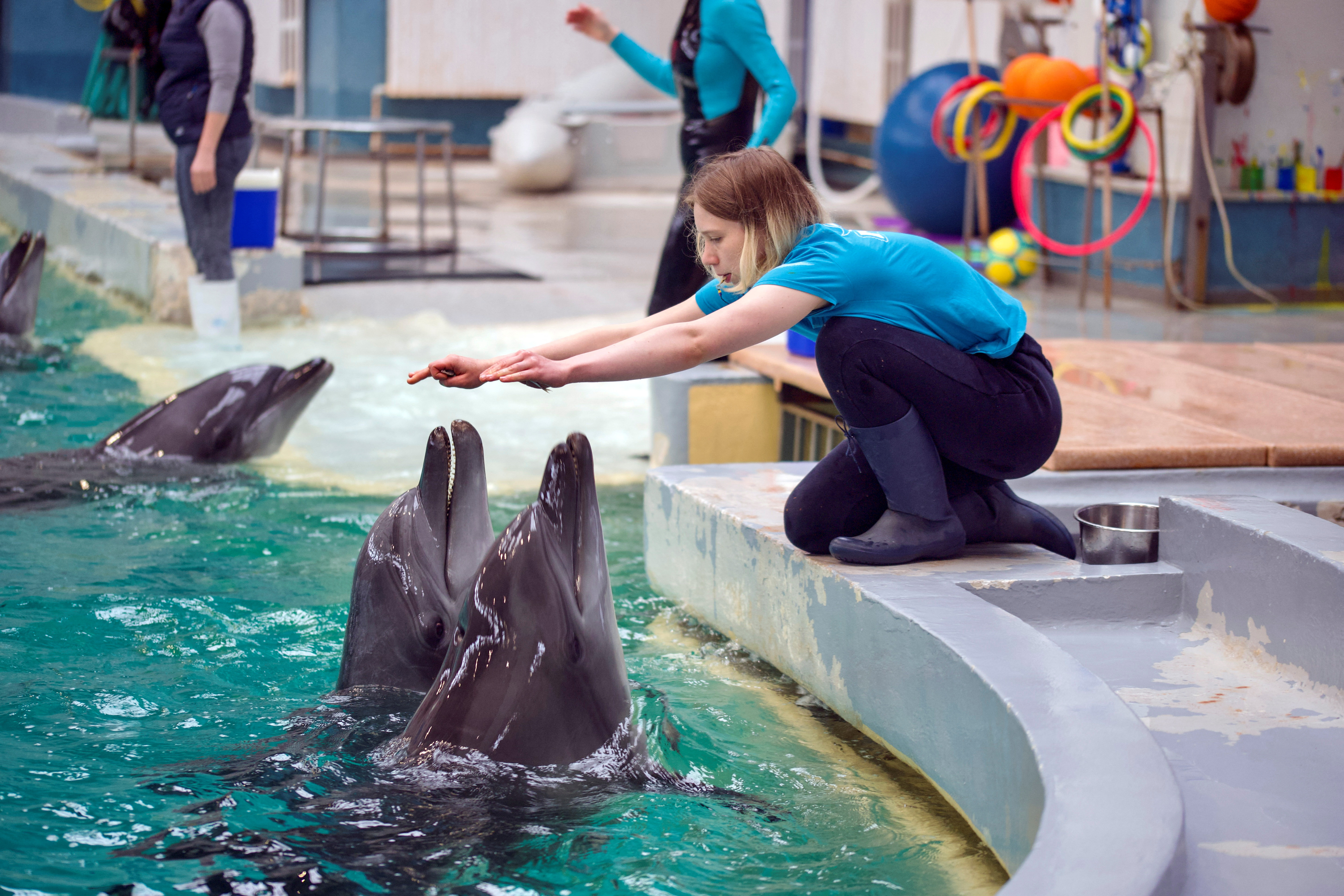 Four dolphins and three sea lions from destroyed aquarium in Ukraine find refuge in Constanta Dolphinarium