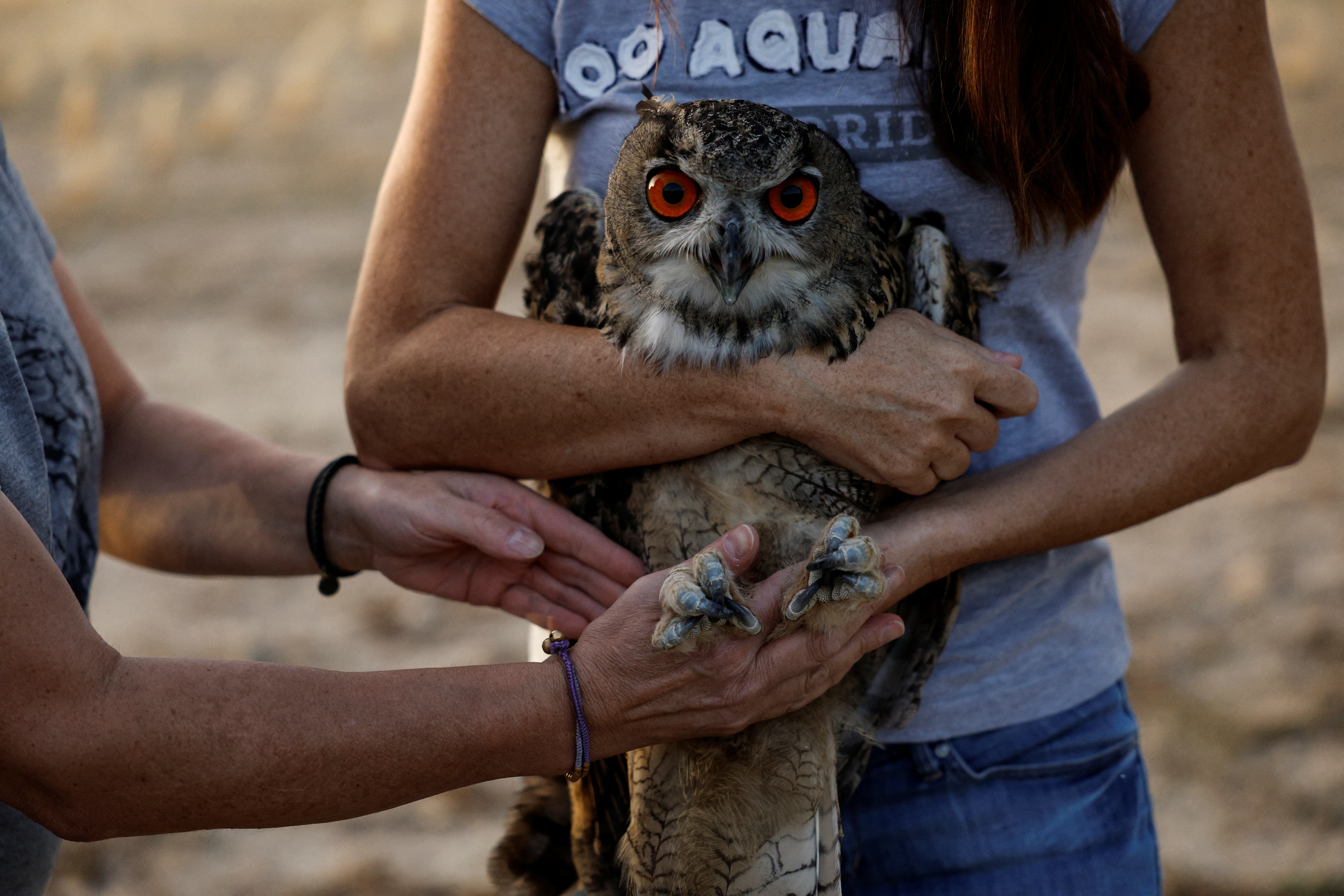 Two Eurasian eagle-owls born in captivity at Madrid Zoo are released into the wild