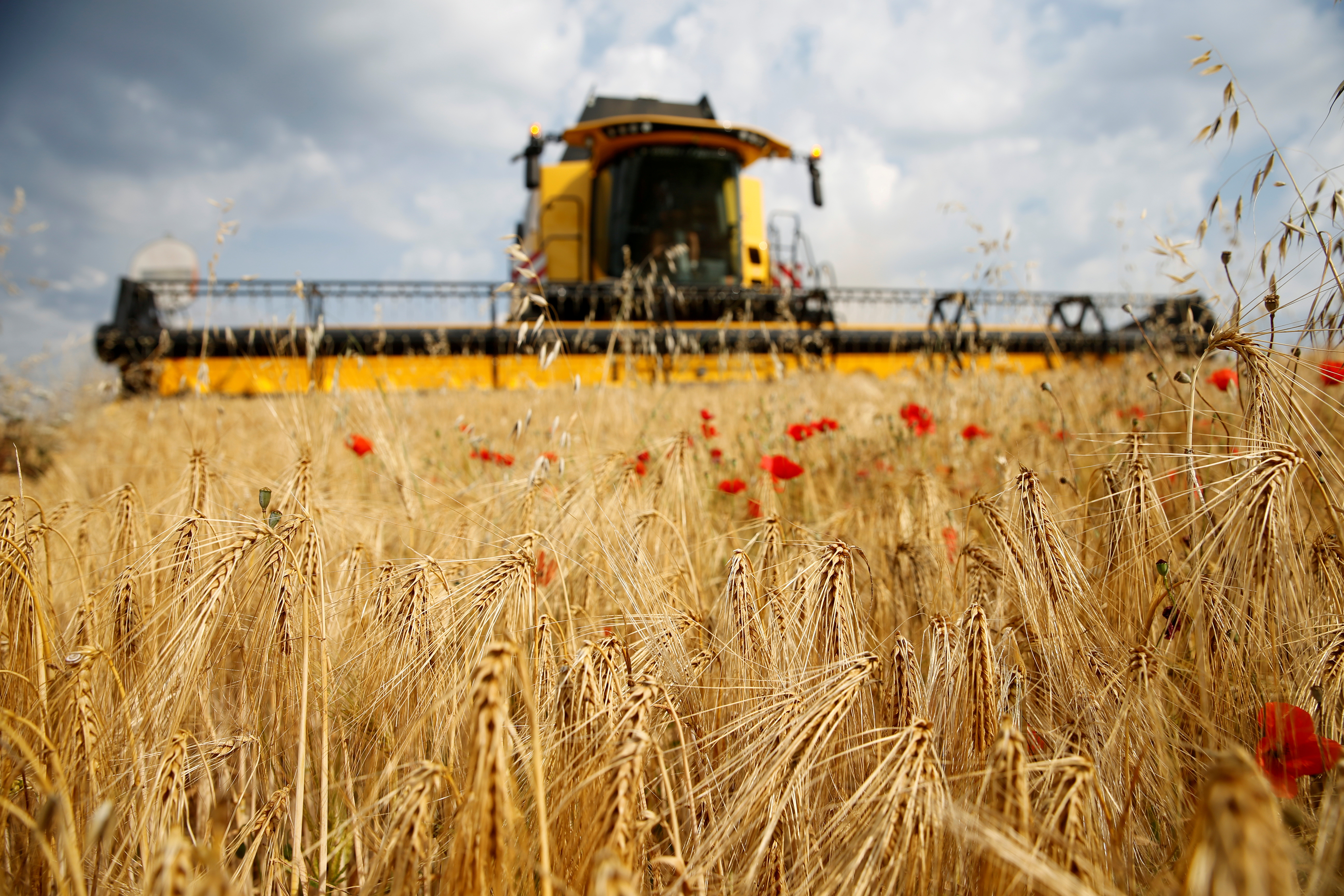 A French farmer harvests barley, in Les-Rues-Des-Vignes near Cambrai