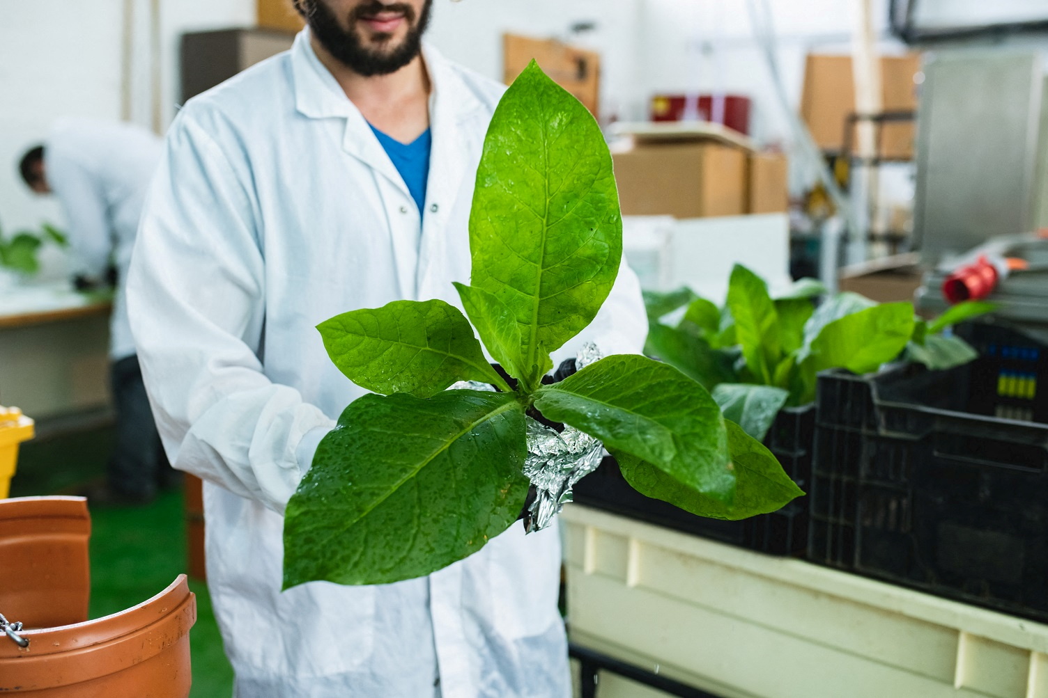 Tobacco has new role to play in cultivated meat production - Israeli  biotech says