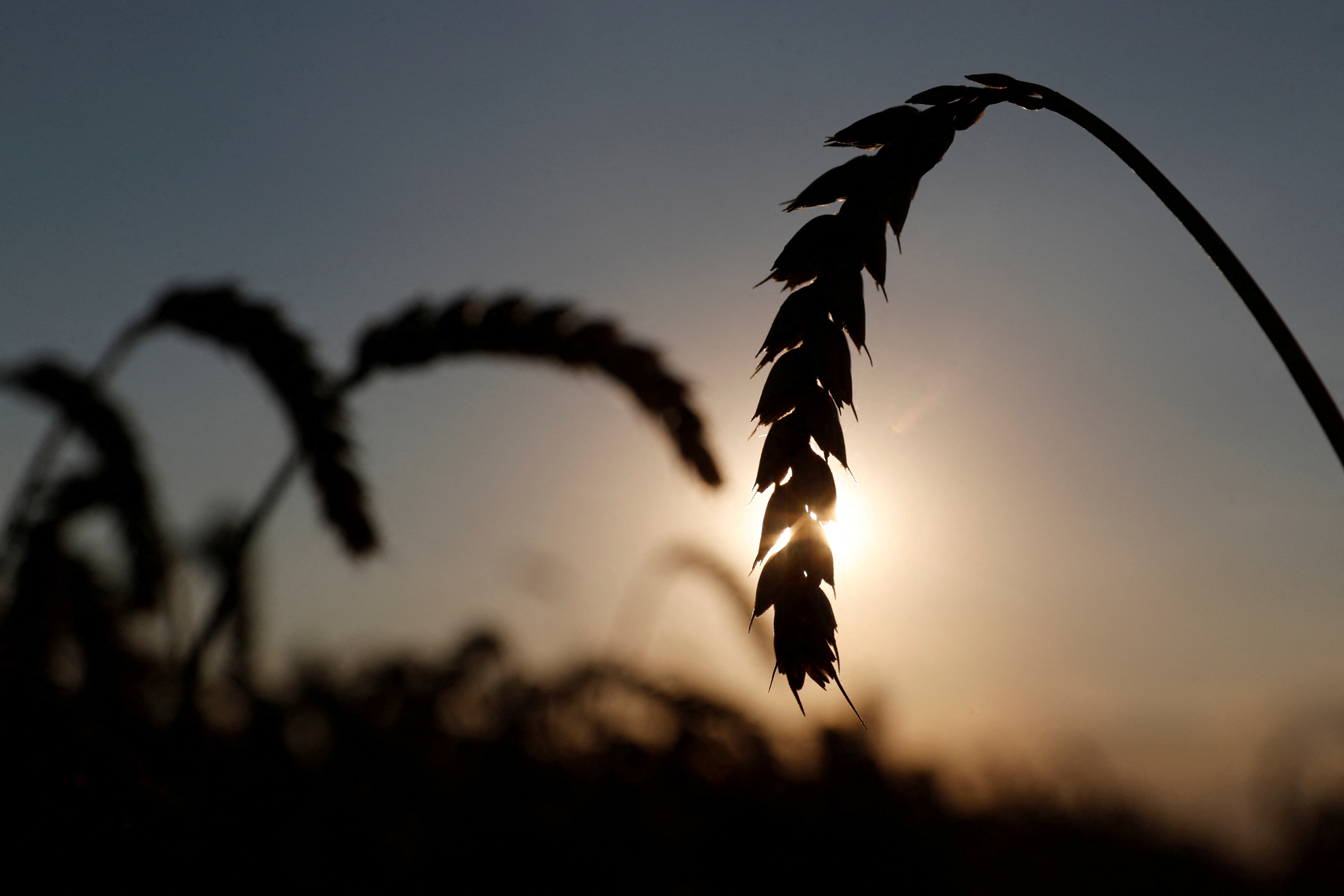 Ears of wheat are seen in a field in Kyiv region