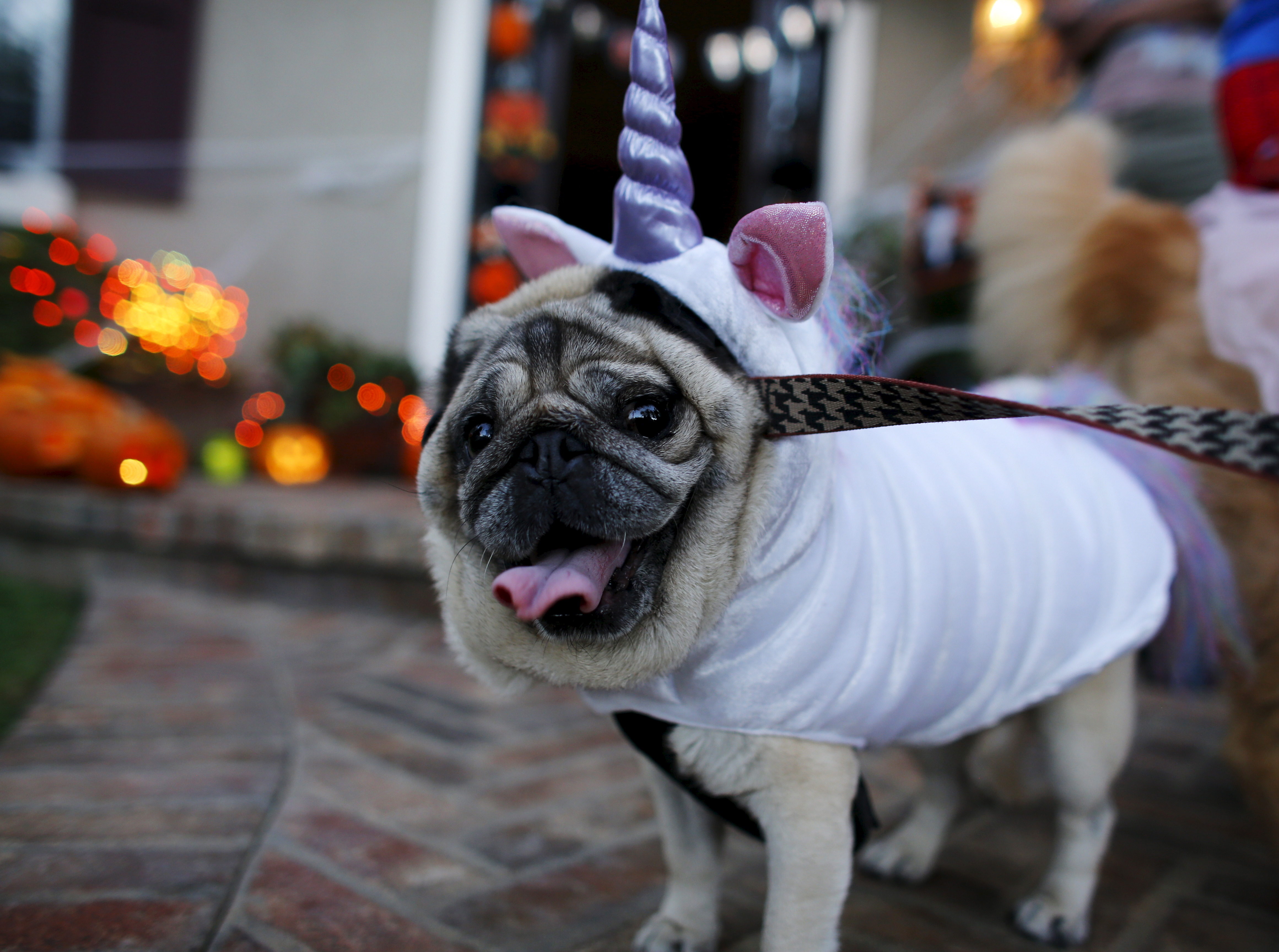 A pug dog is dressed up in costume as she trick or treats with her owners during Halloween in Encinitas, California, October 31, 2015.