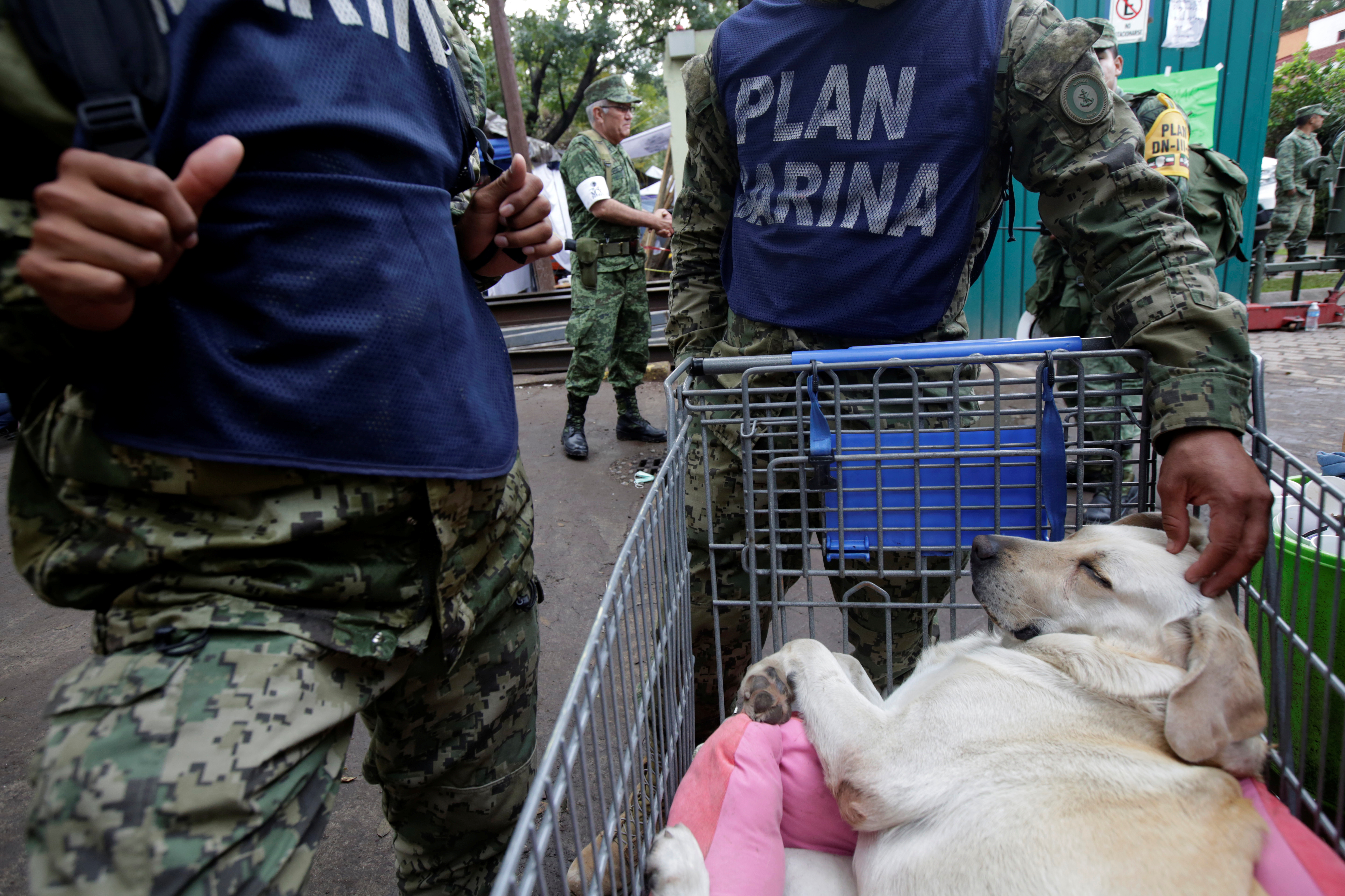 Frida, Mexico's beloved search and rescue dog, dies