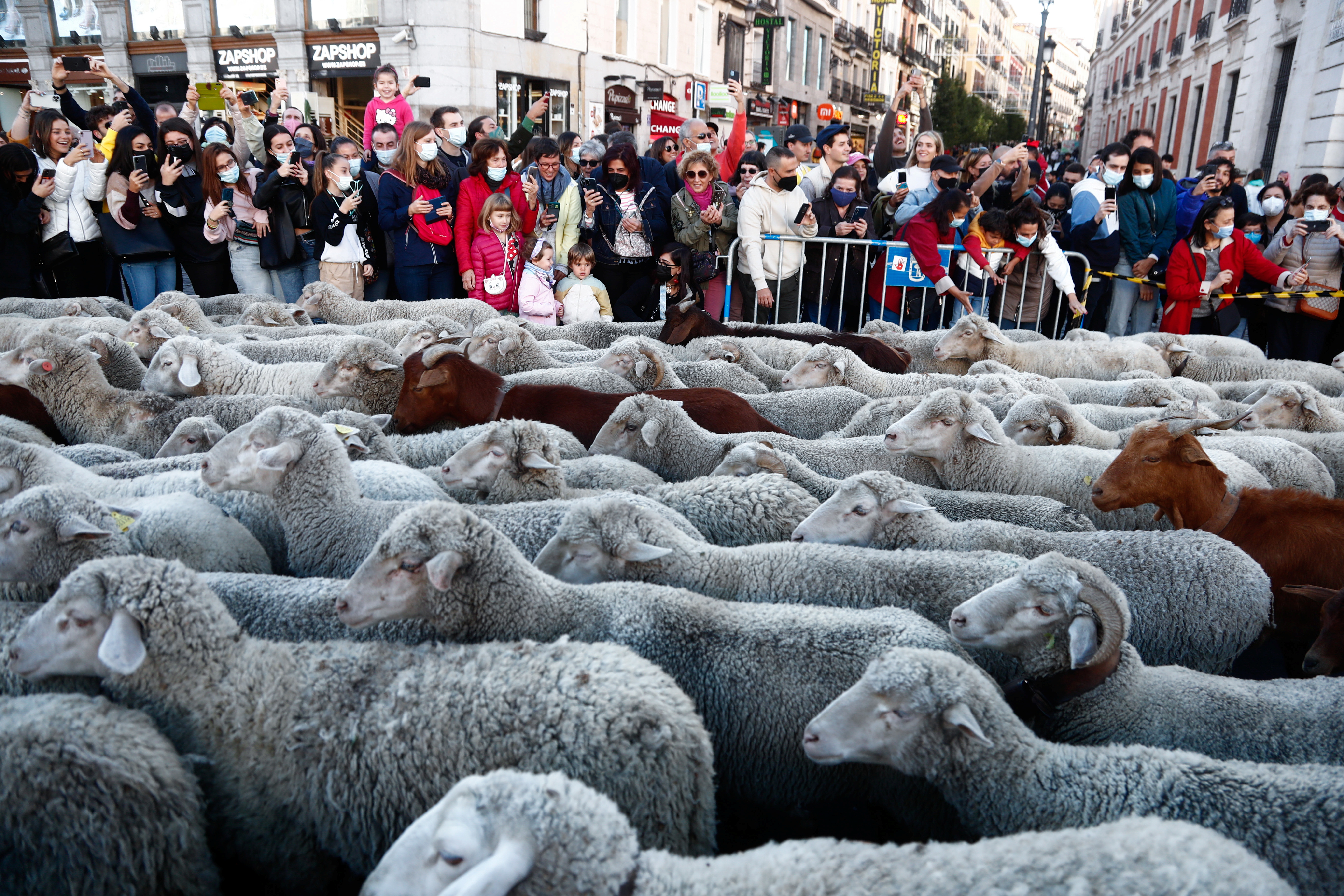 Los pastores conducen sus rebaños por Madrid siguiendo una antigua ruta migratoria