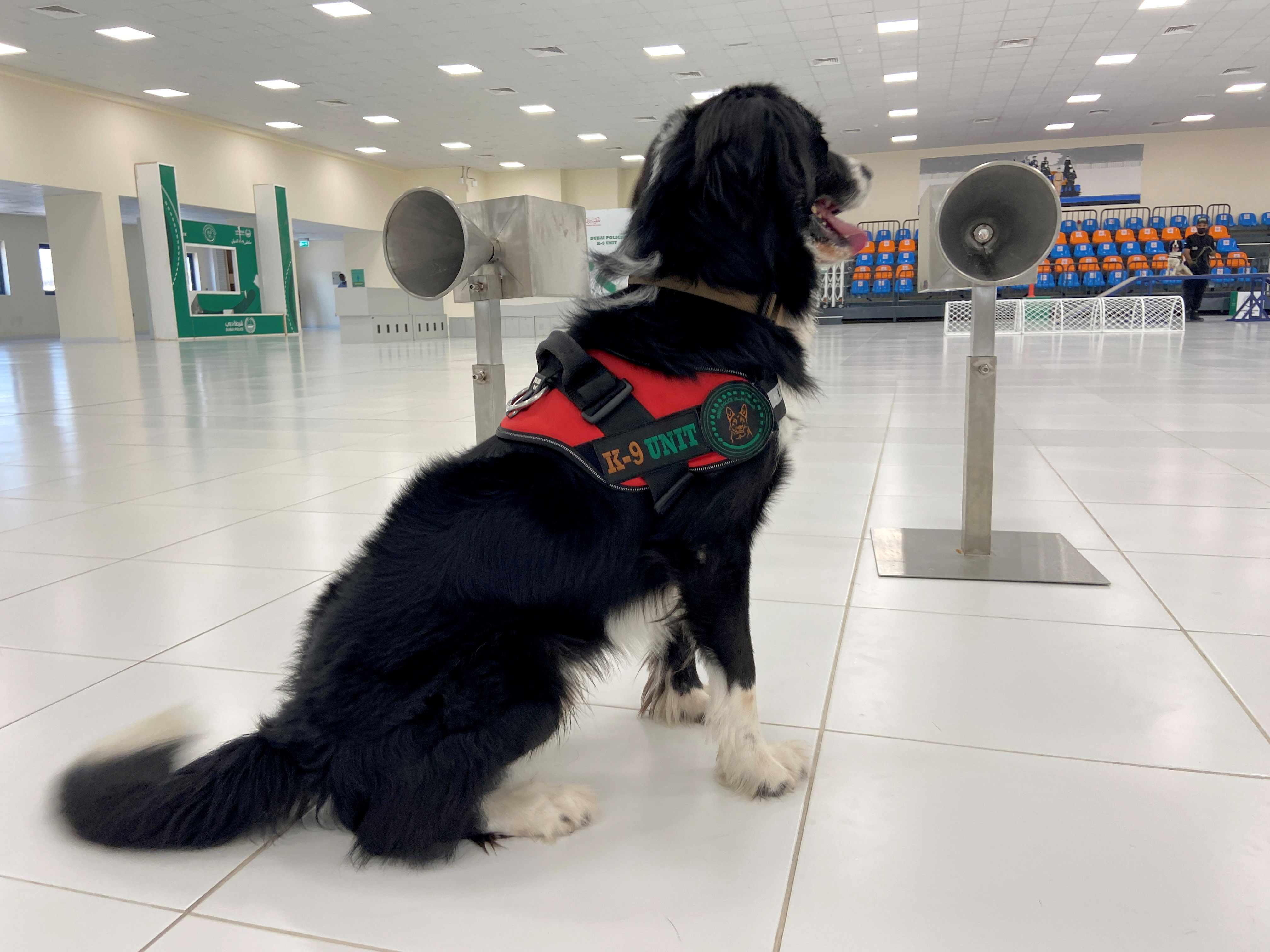 A dog that has been trained by Dubai Police K-9 unit to sniff out COVID-19 is pictured in Dubai, United Arab Emirates, September 13, 2021. REUTERS/Abdel Hadi Ramahi