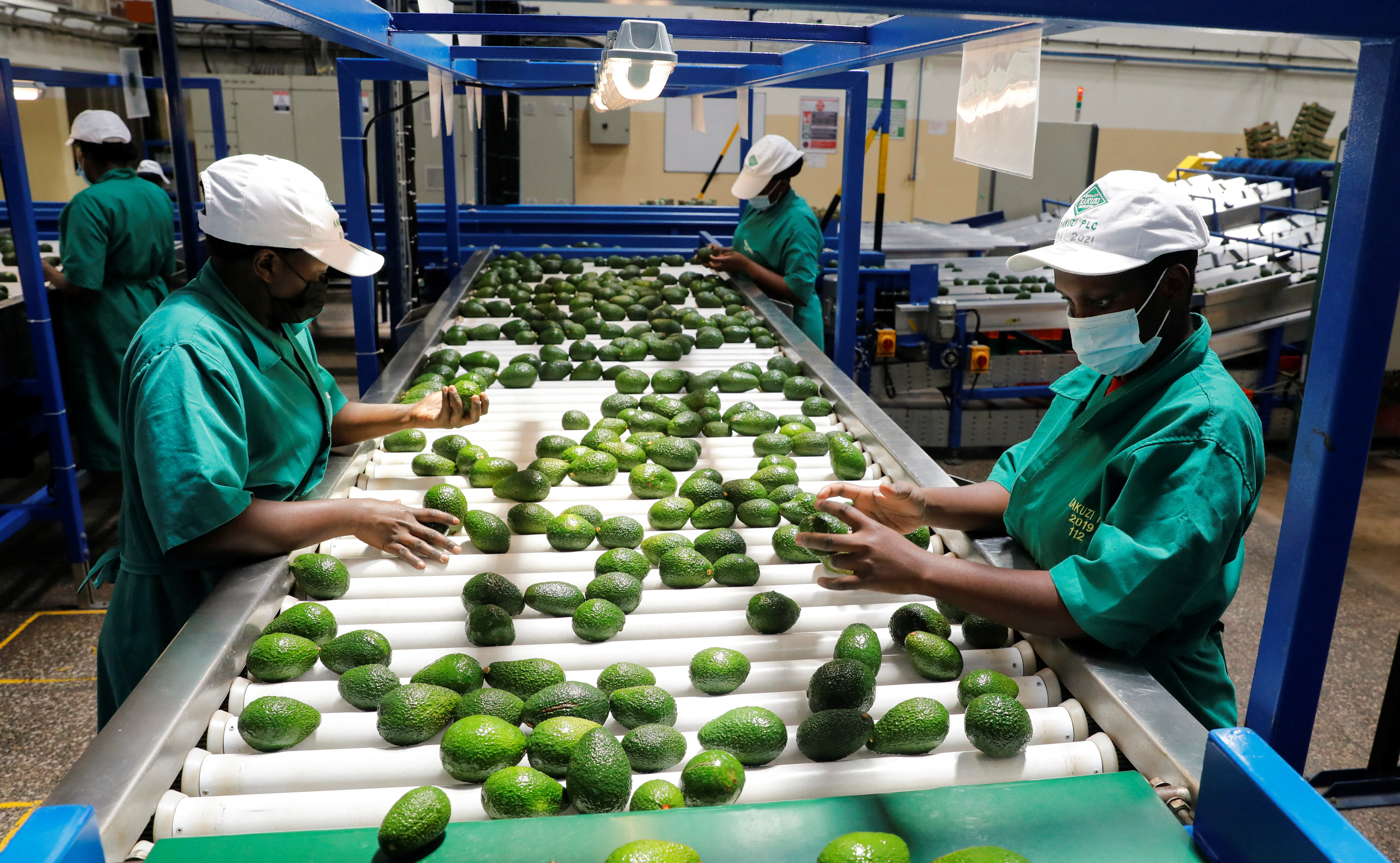 Employees examine avocados at the Kakuzi pack house in Makuyu