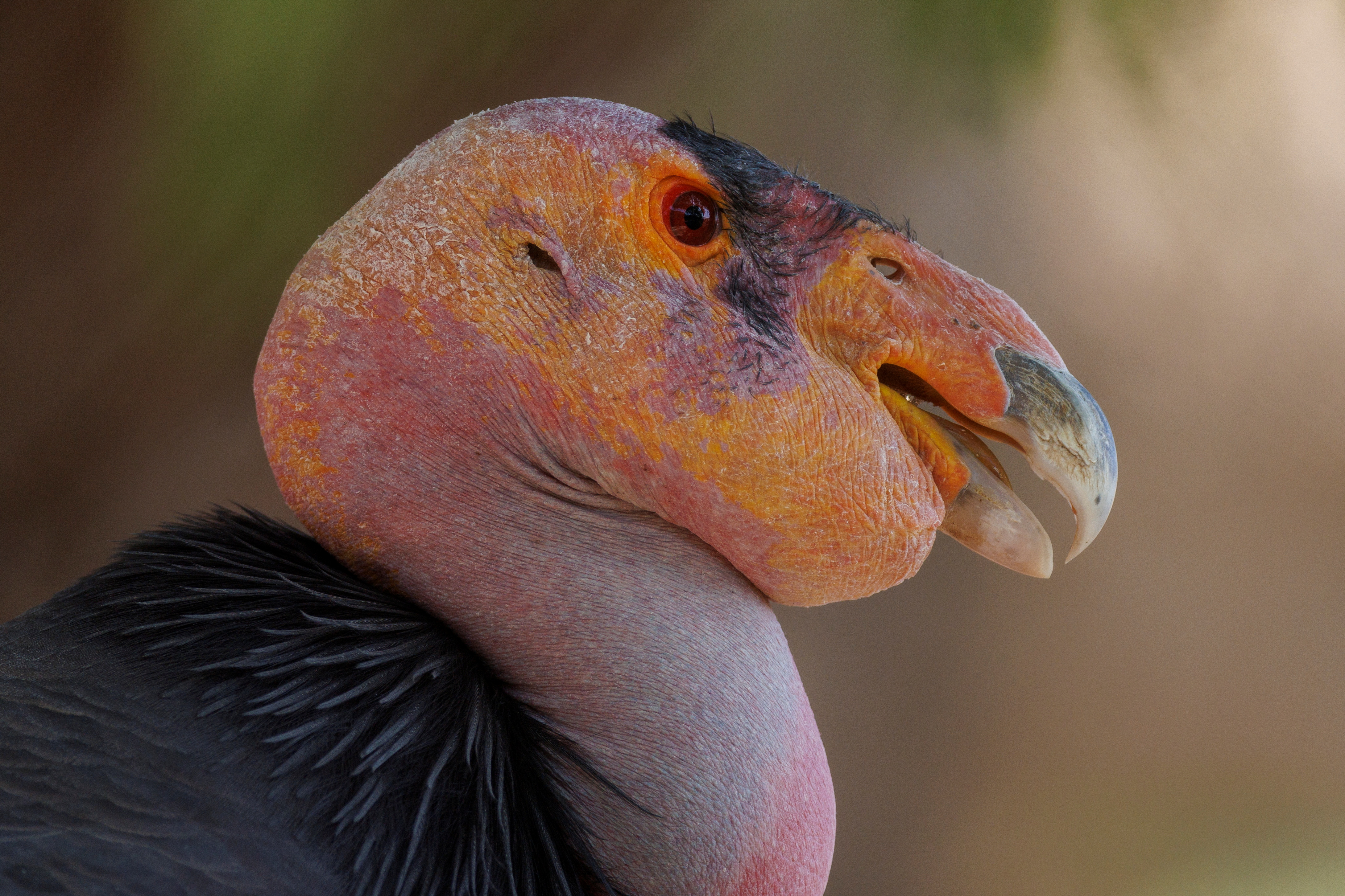 Confirmed hatchings of two California condor chicks from unfertilized eggs