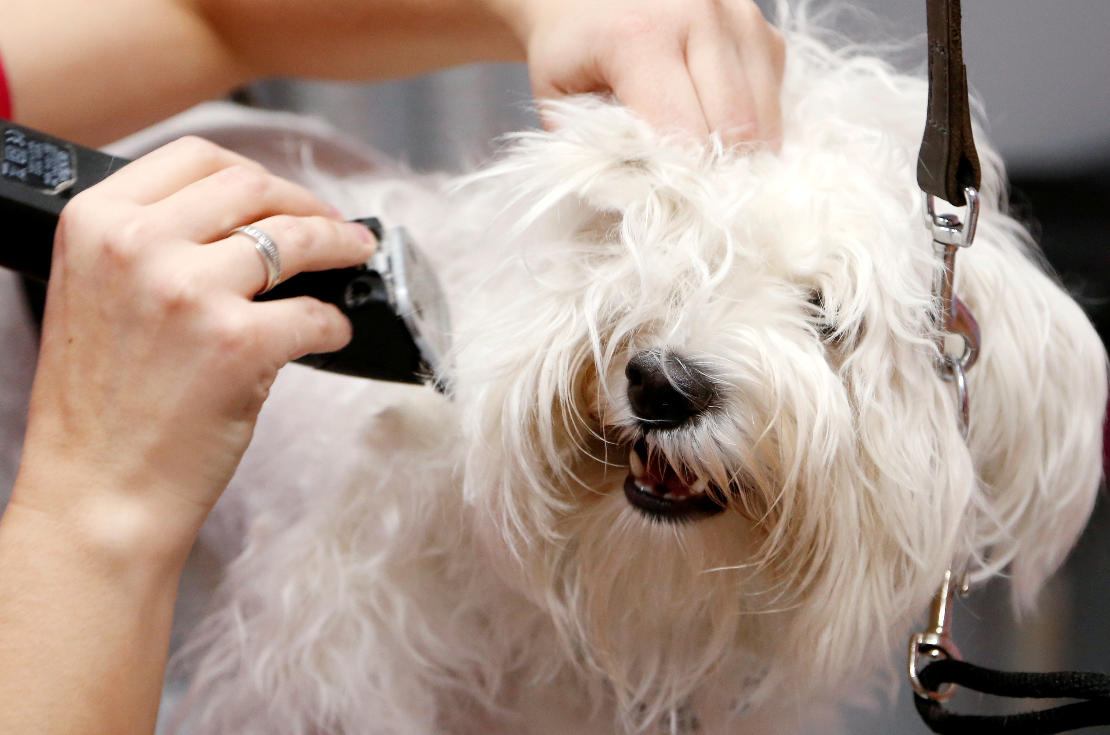 A groomer trims the fur of a Bichon Frise dog at the pet grooming salon 