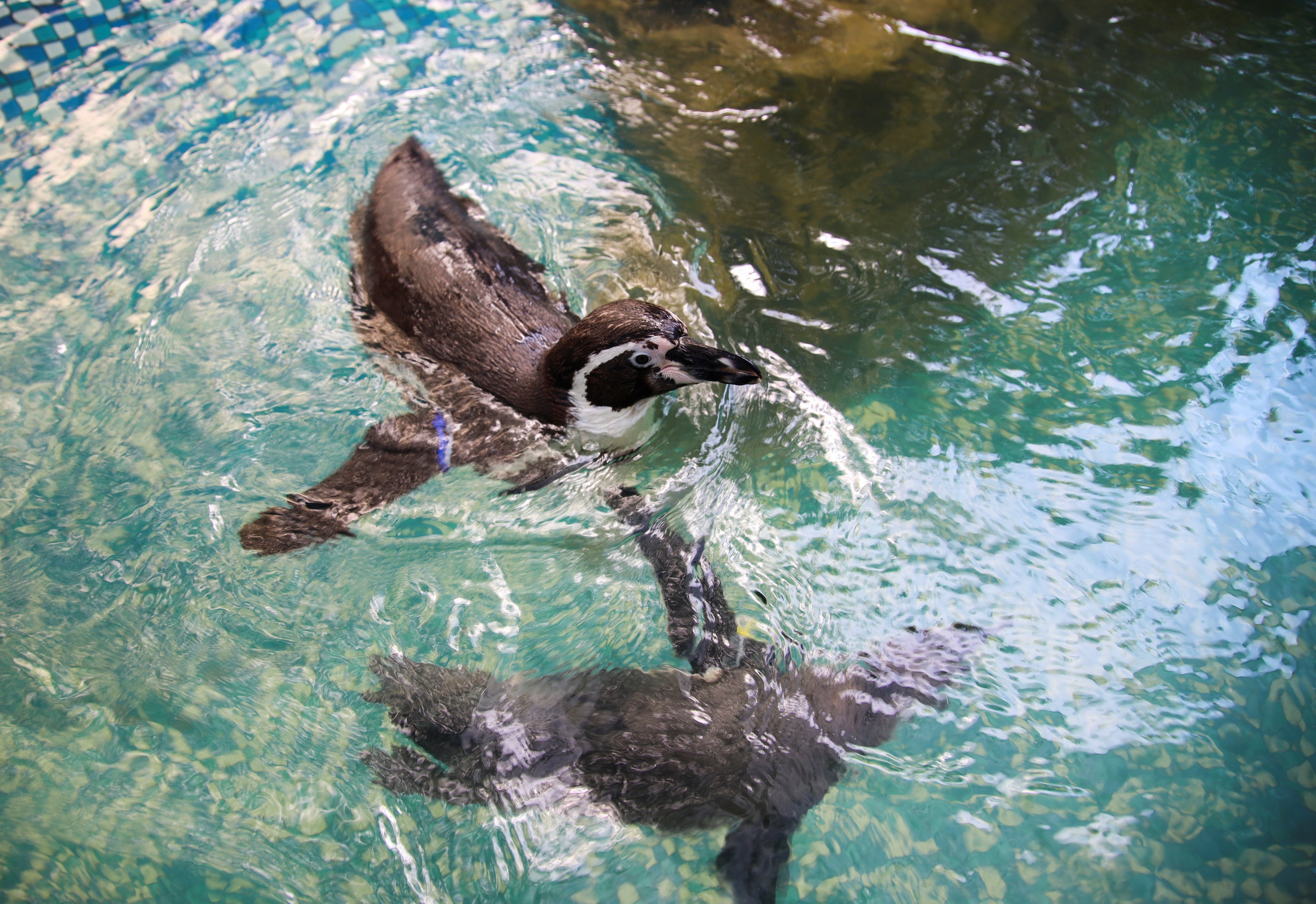 Penguins keep up with their exercise routine at a zoo, in Chonburi