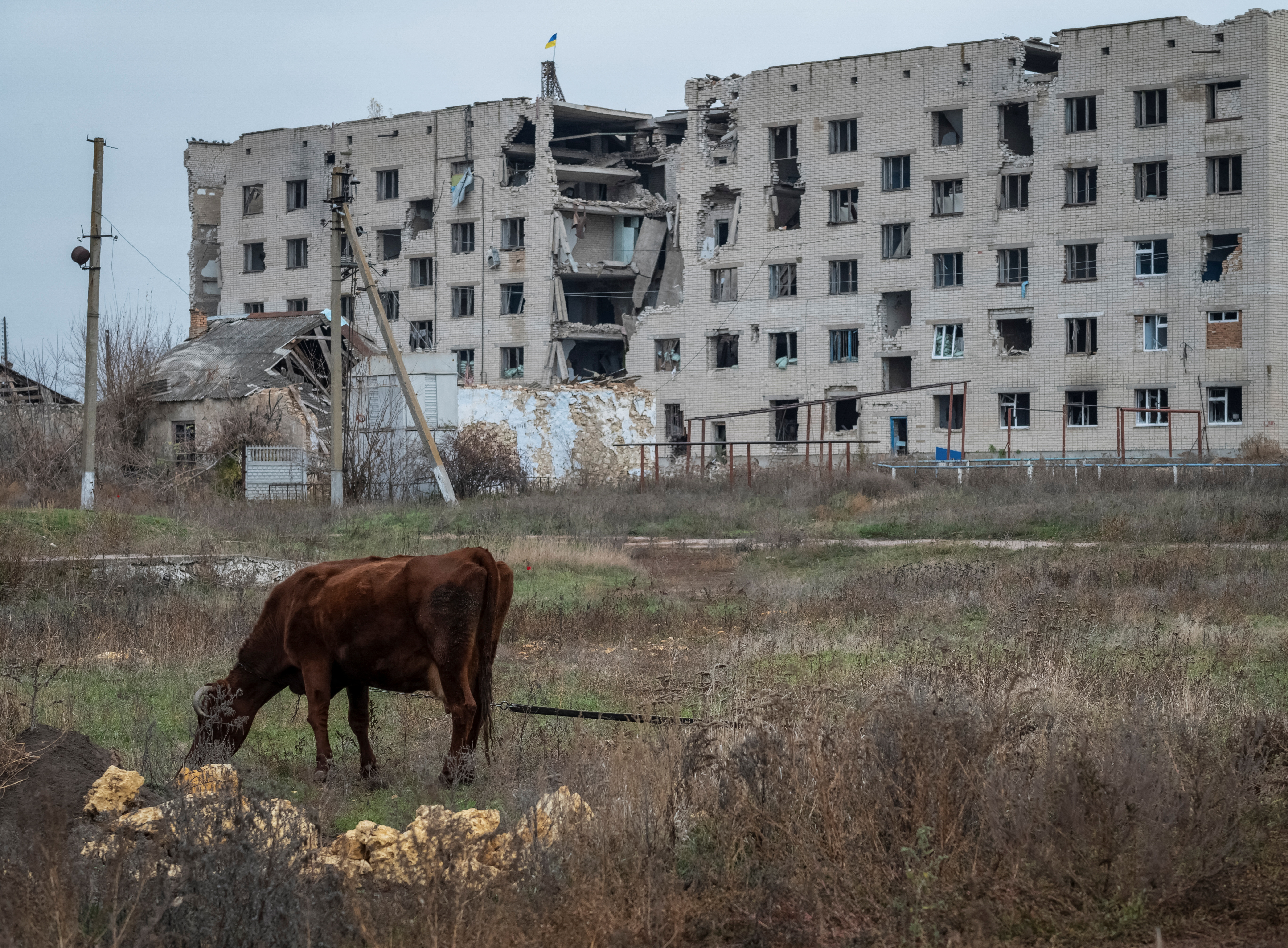 A cow grazes near a damaged house in the village of Arkhanhelske, Kherson region