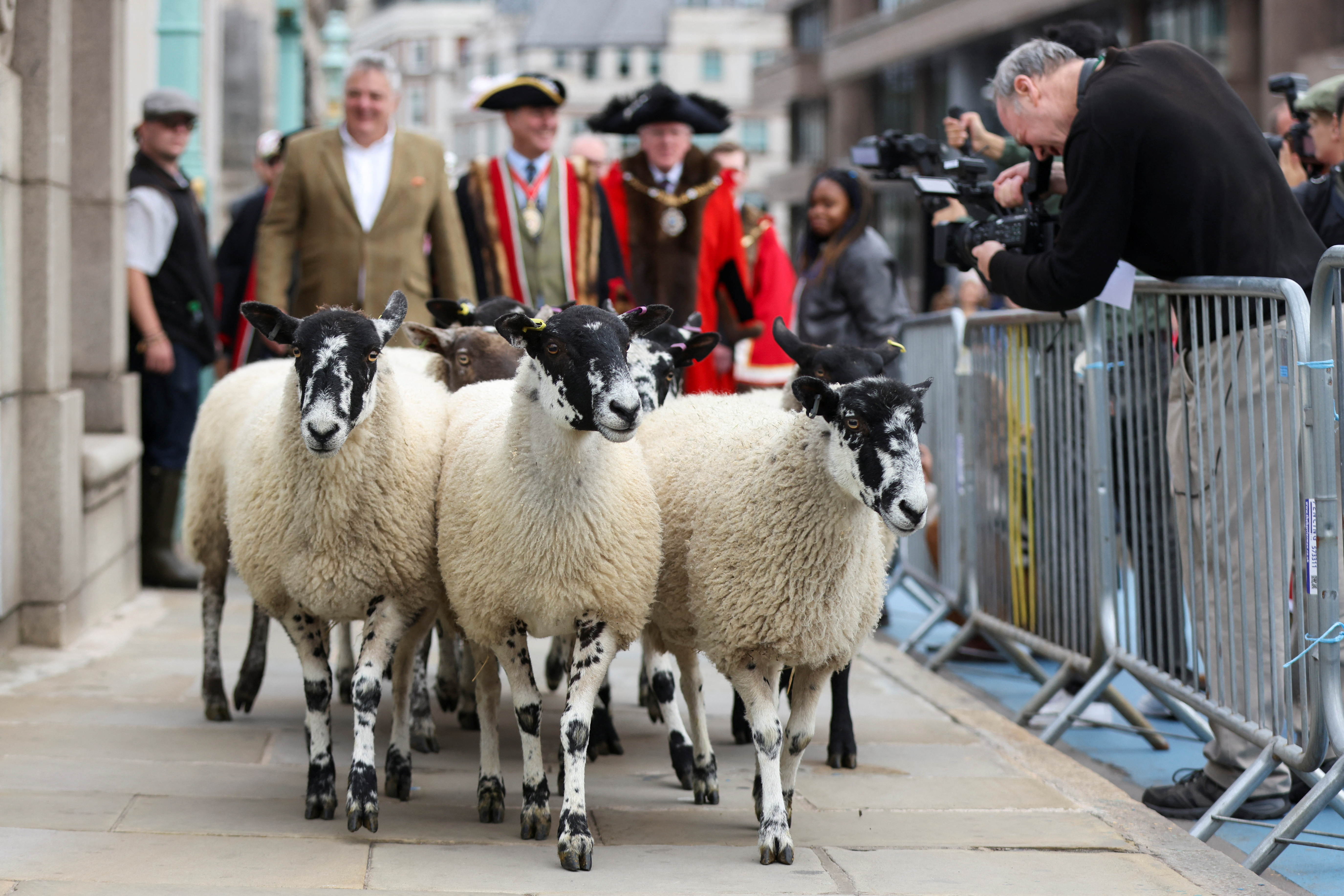 London's annual Sheep Drive