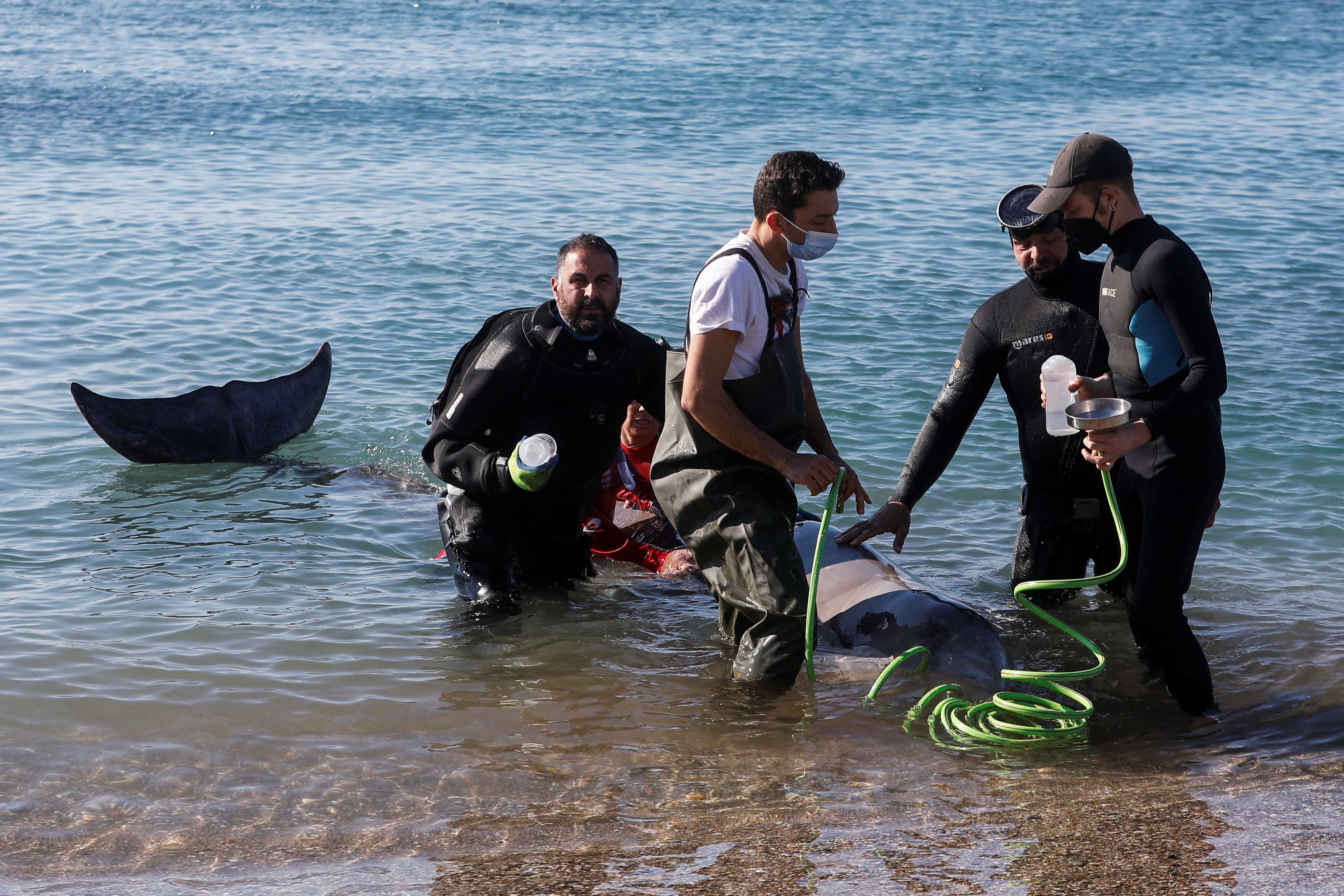 Elusive beaked whale stranded near beach in Athens riviers