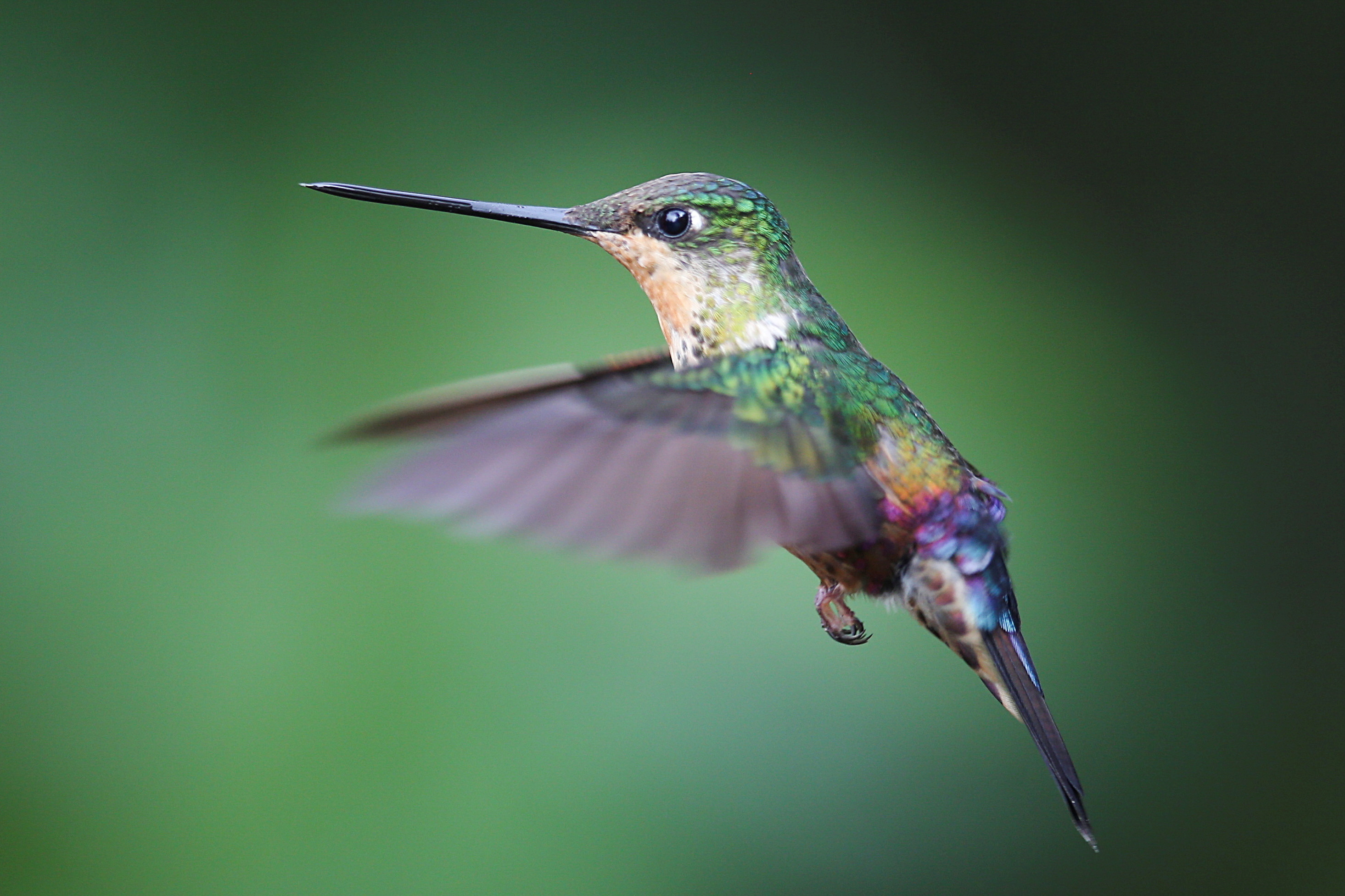 A female Coeligena helianthea hummingbird flies up to the flower in in The Paramuno corridor on Monserrate hill in Bogota