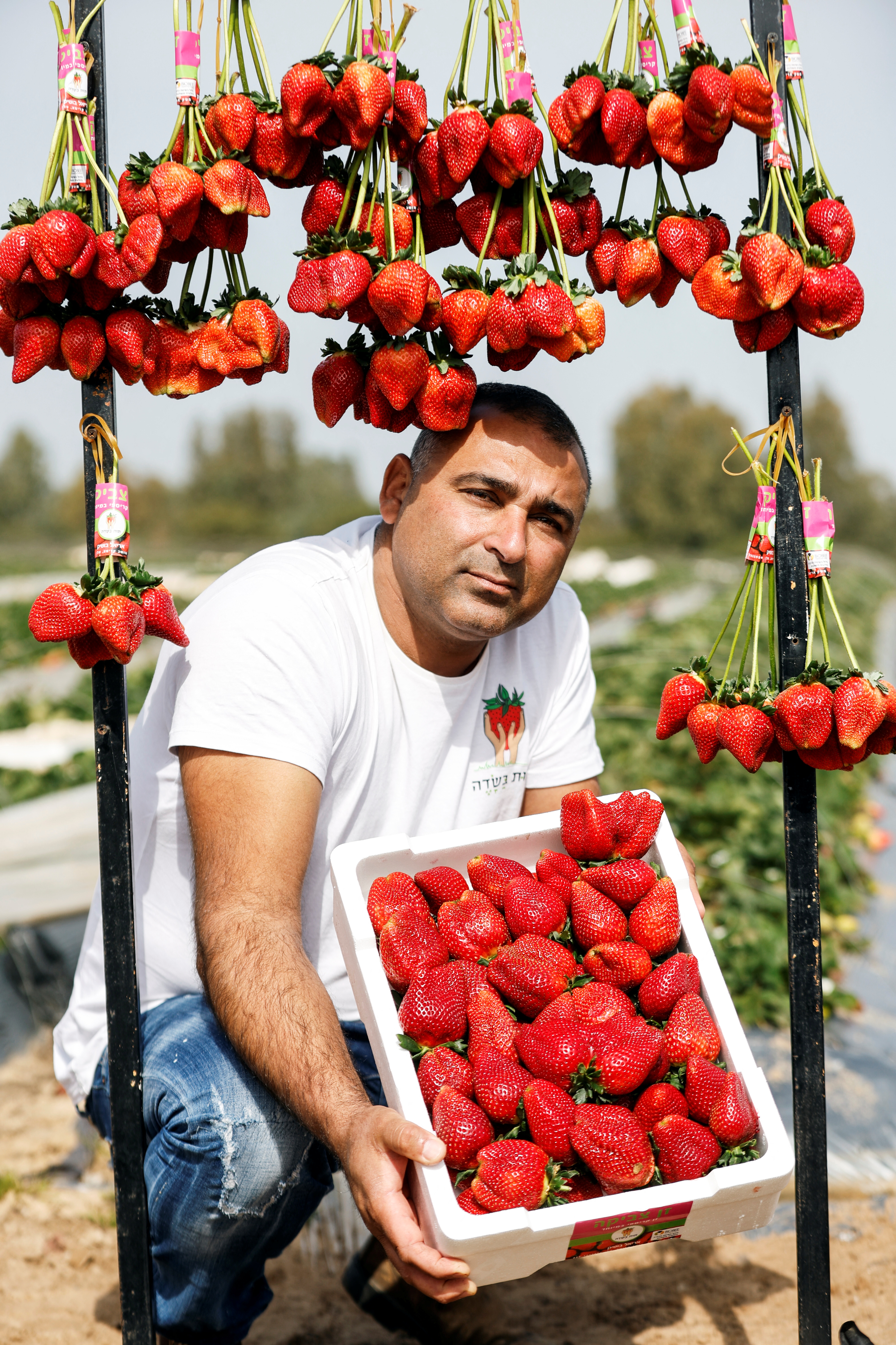 Giant Strawberry Earns Israeli Farmer A Guinness World Record Reuters