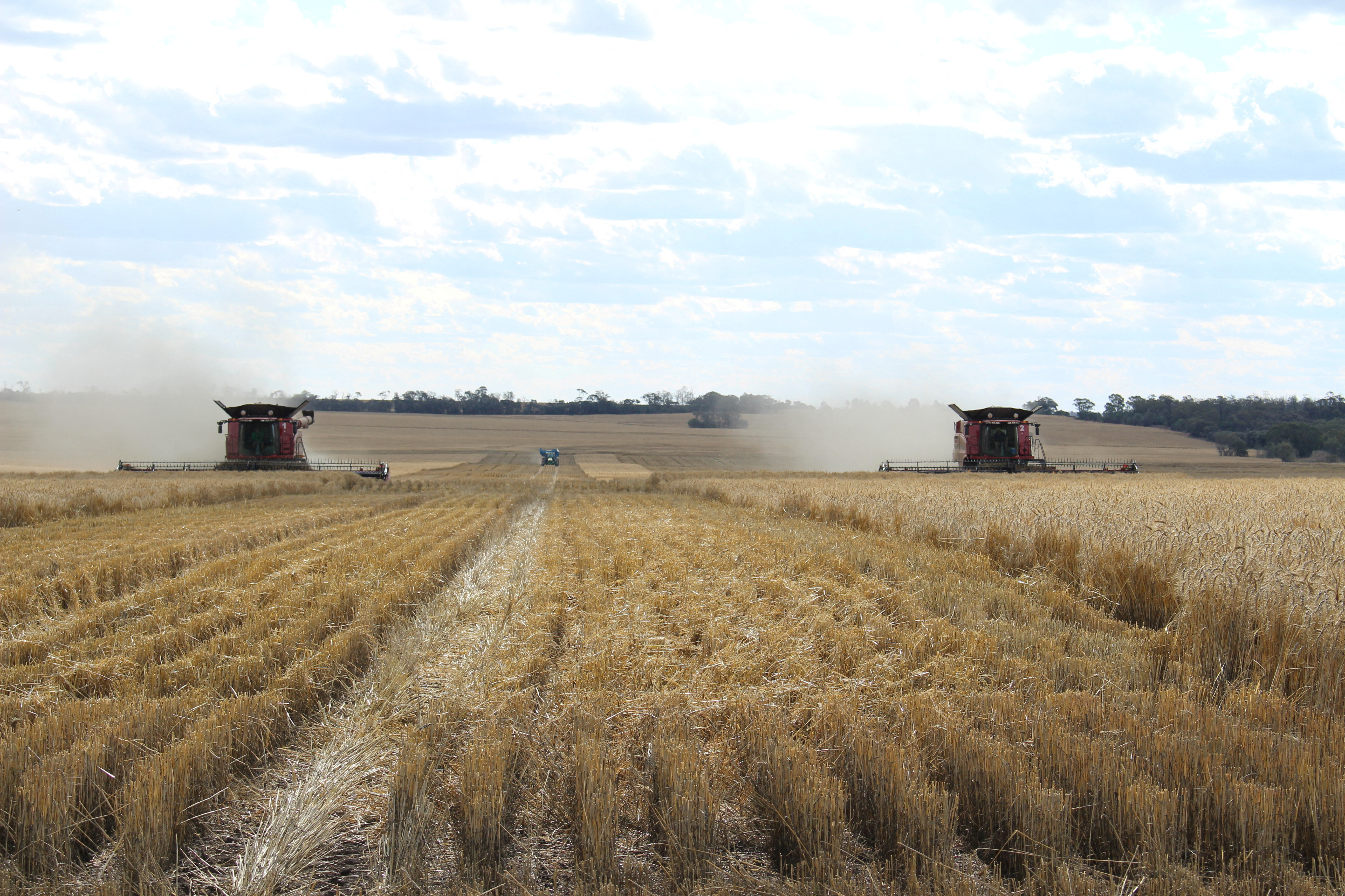 Dos cosechadoras cosechan trigo cerca de Moree