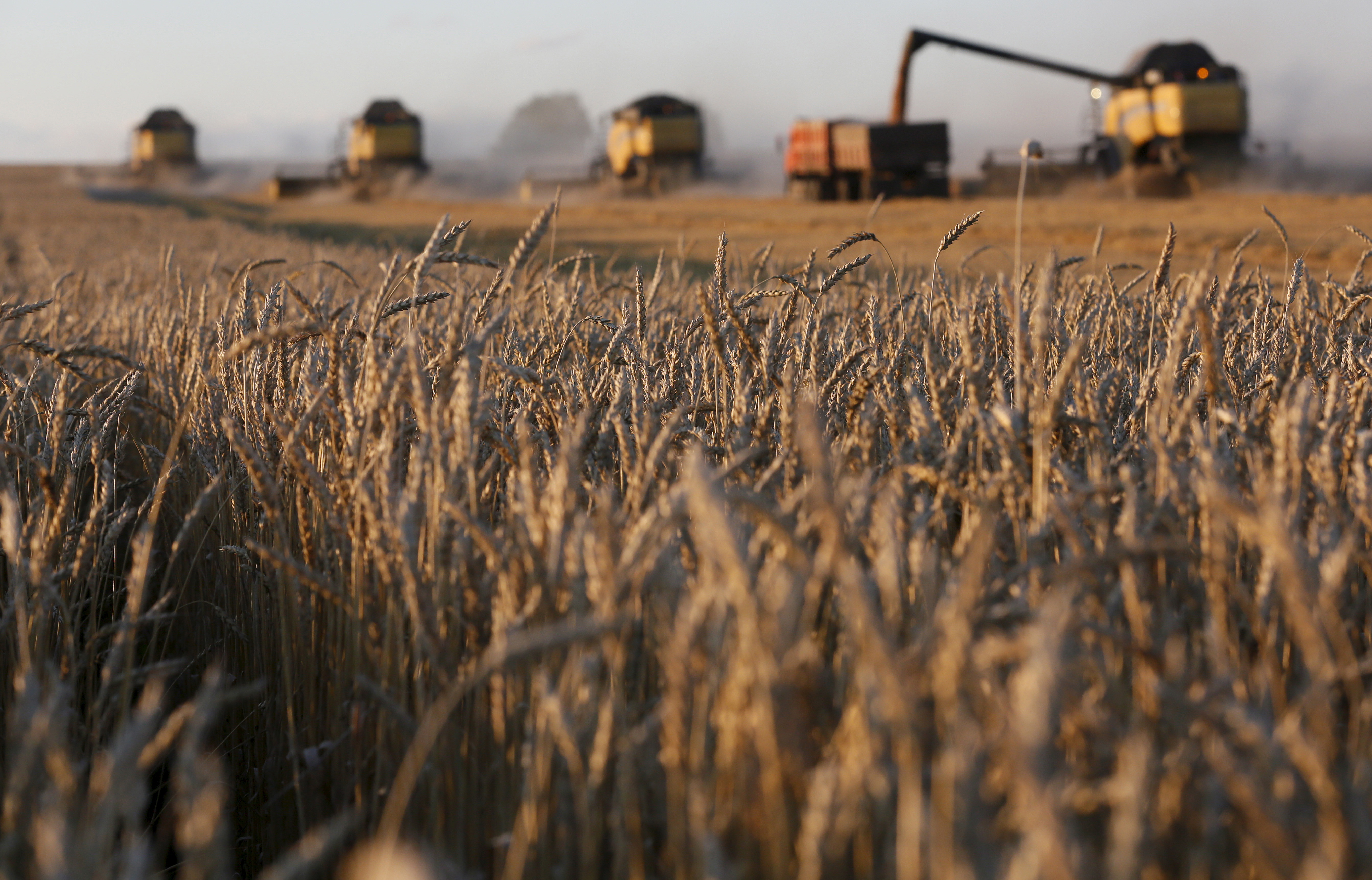 Combine harvesters work on wheat field of Solgonskoye farming company near village of Talniki