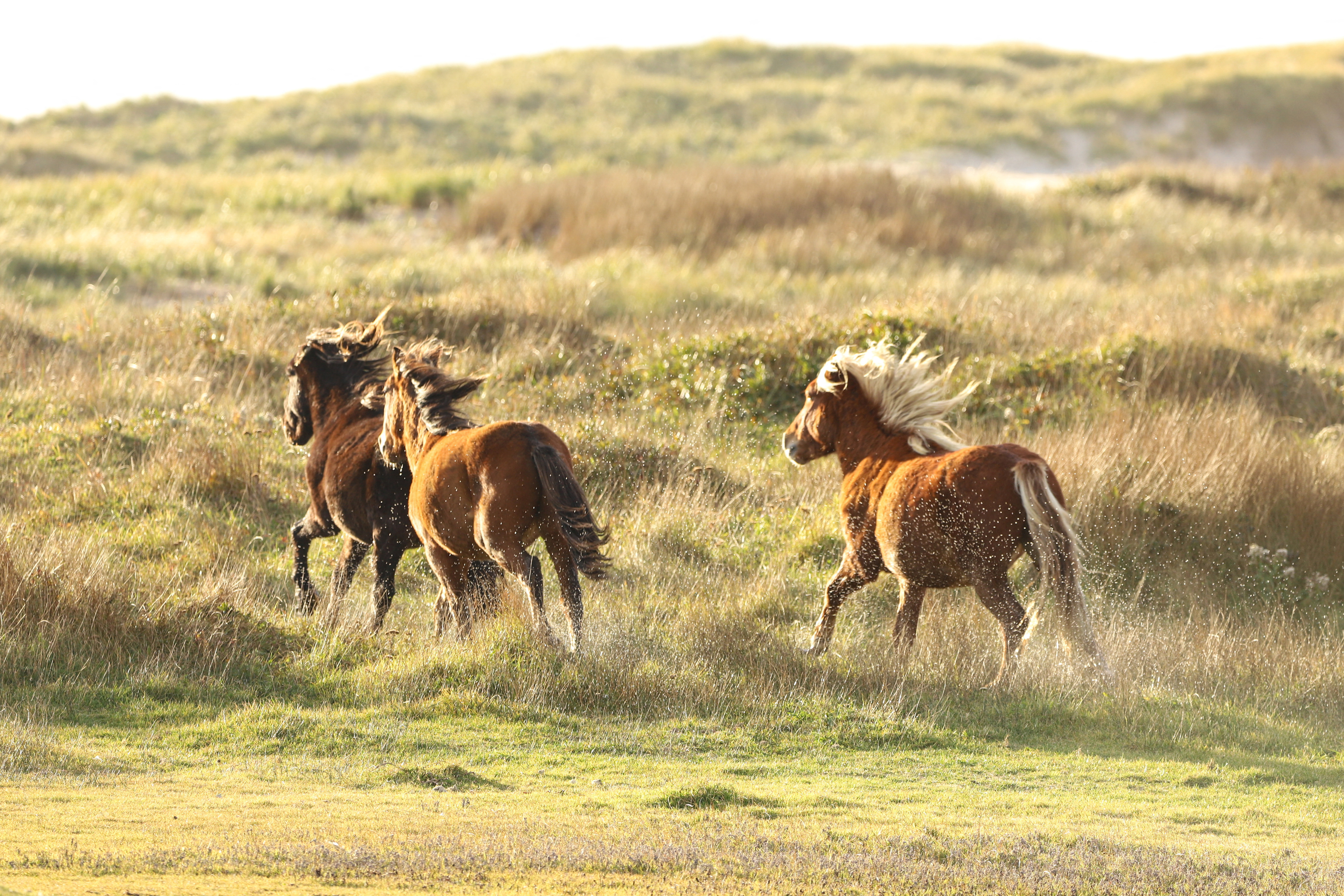 Wild horses run on the grasslands of the remote Sable Island National Park Reserve