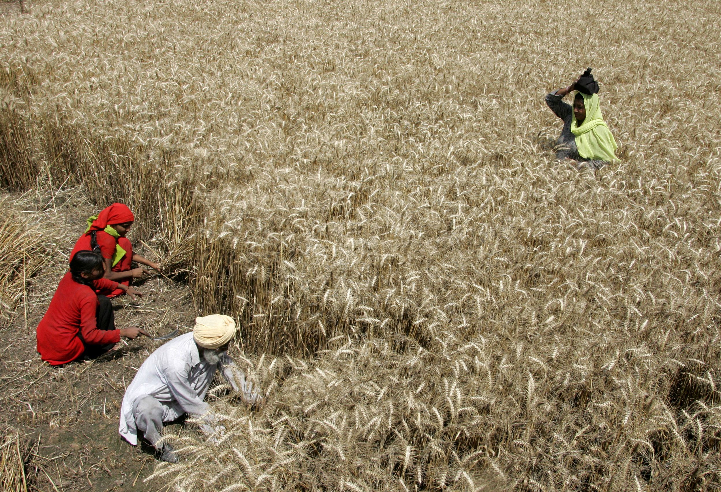 Agricultural labourers harvest wheat crop at Chadiala village