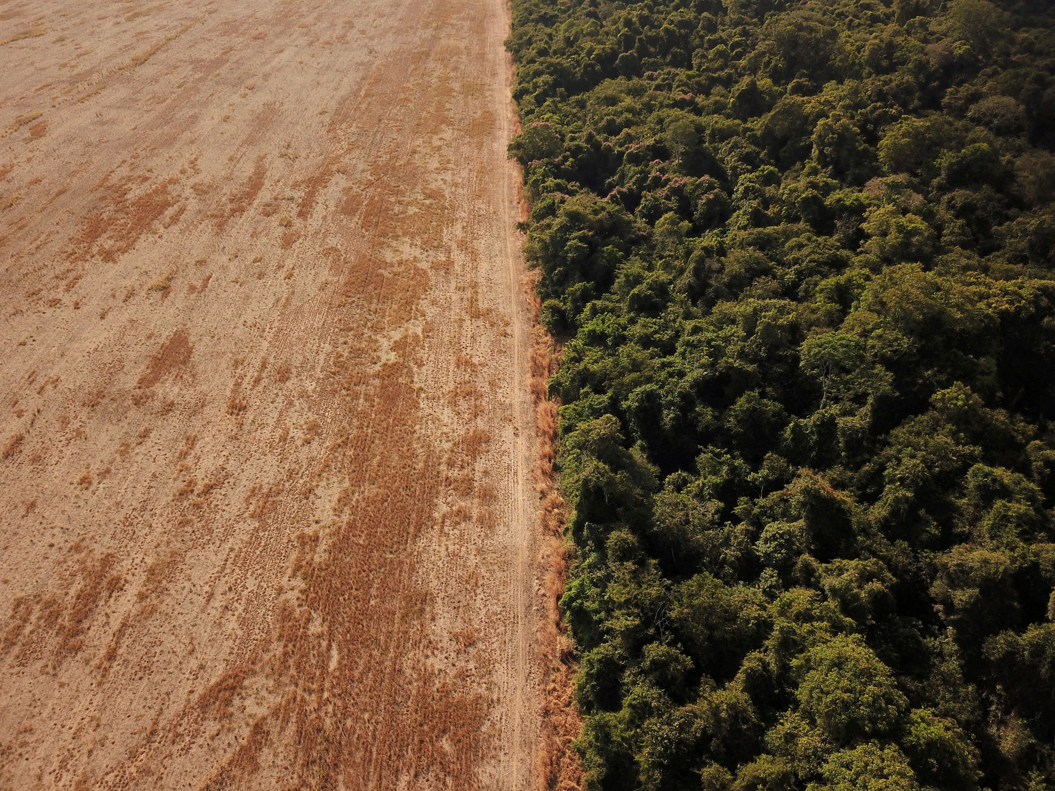 Deforestation in Brazil's  rises in March