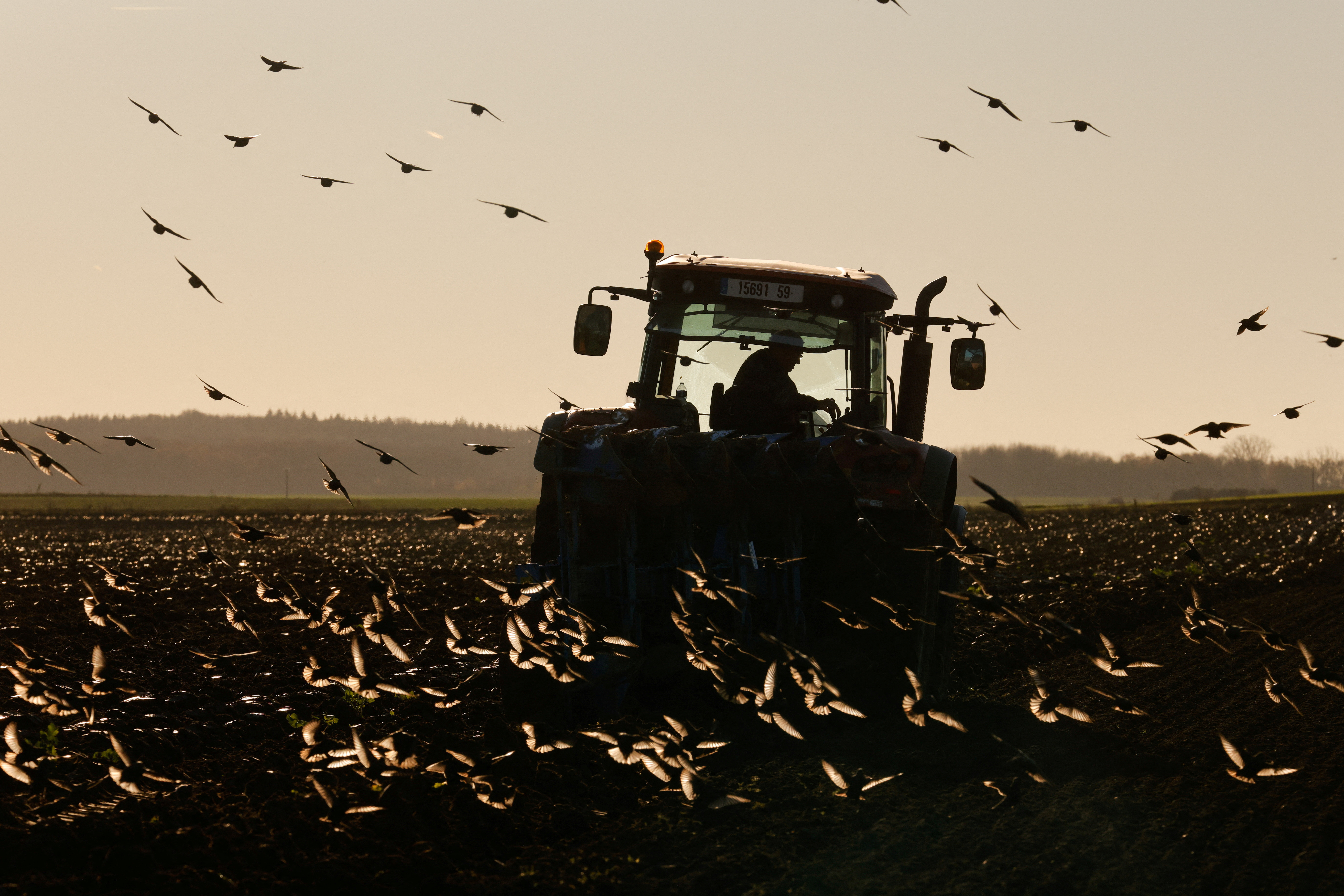 Starlings fly over a tractor as french farmer plows his field in Haynecourt