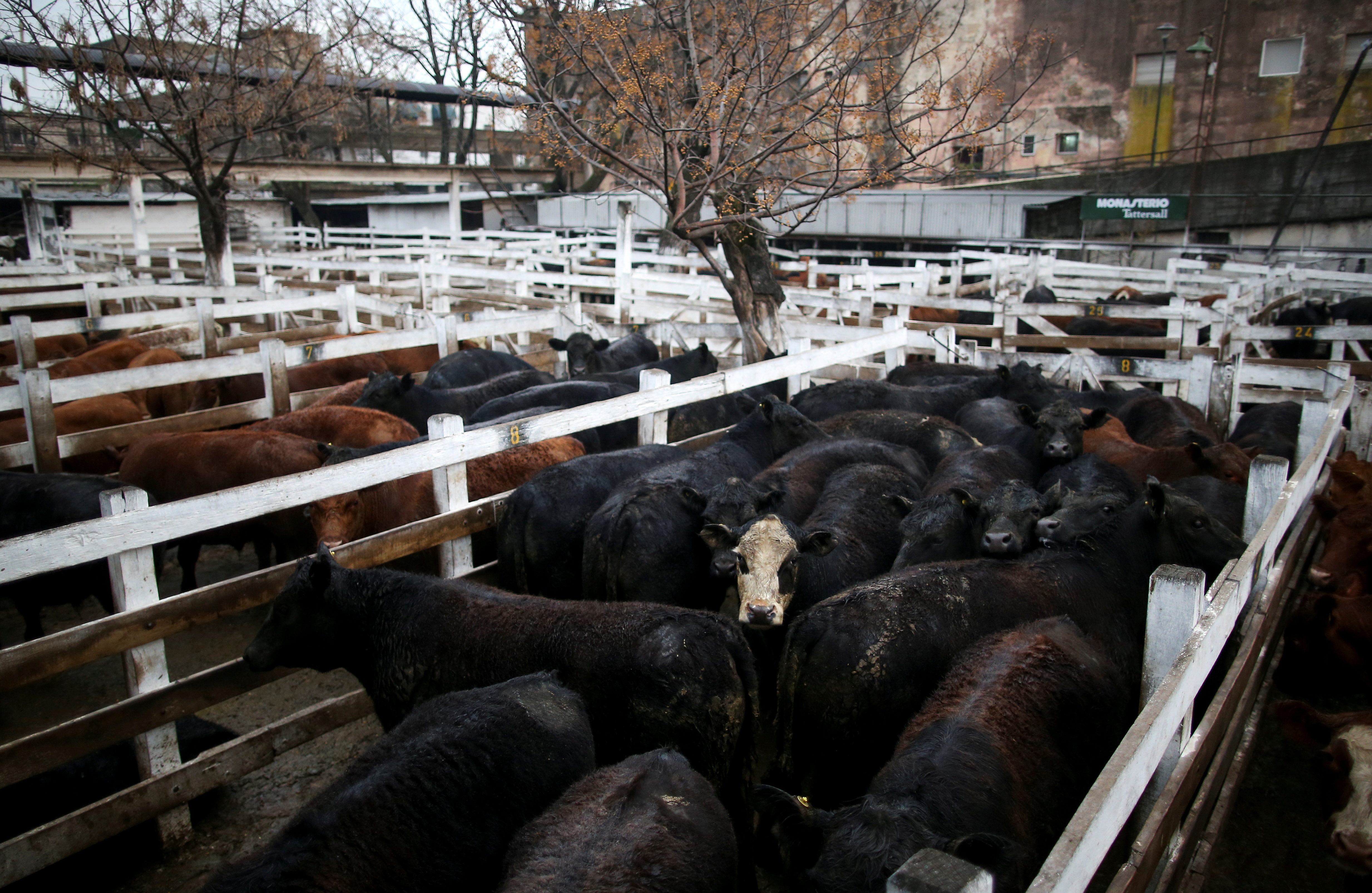 FILE PHOTO: Cattle for sale are seen inside corrals at the Liniers market, in Buenos Aires