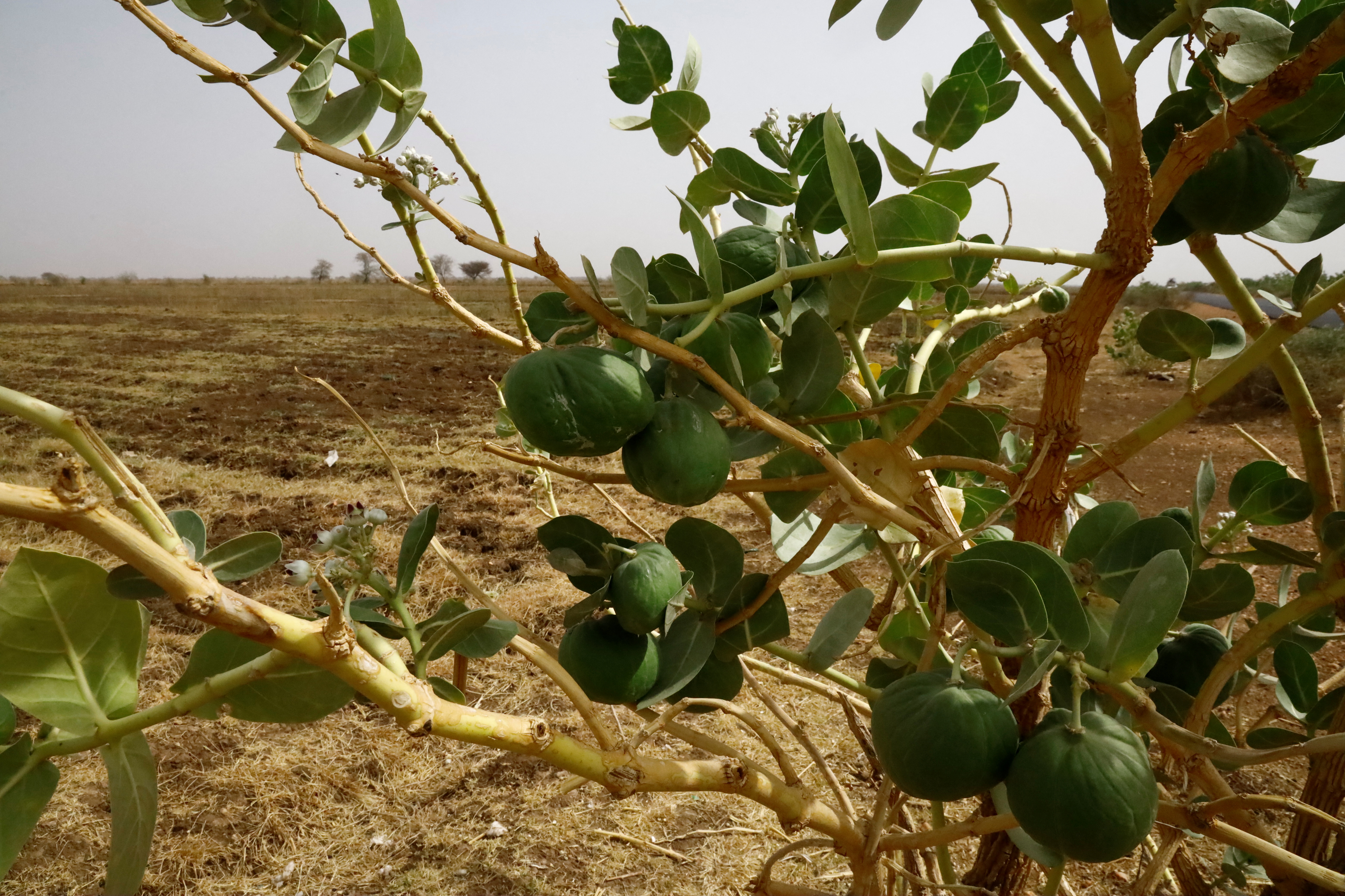 Una vista de una tierra de cultivo en el Esquema Gezira