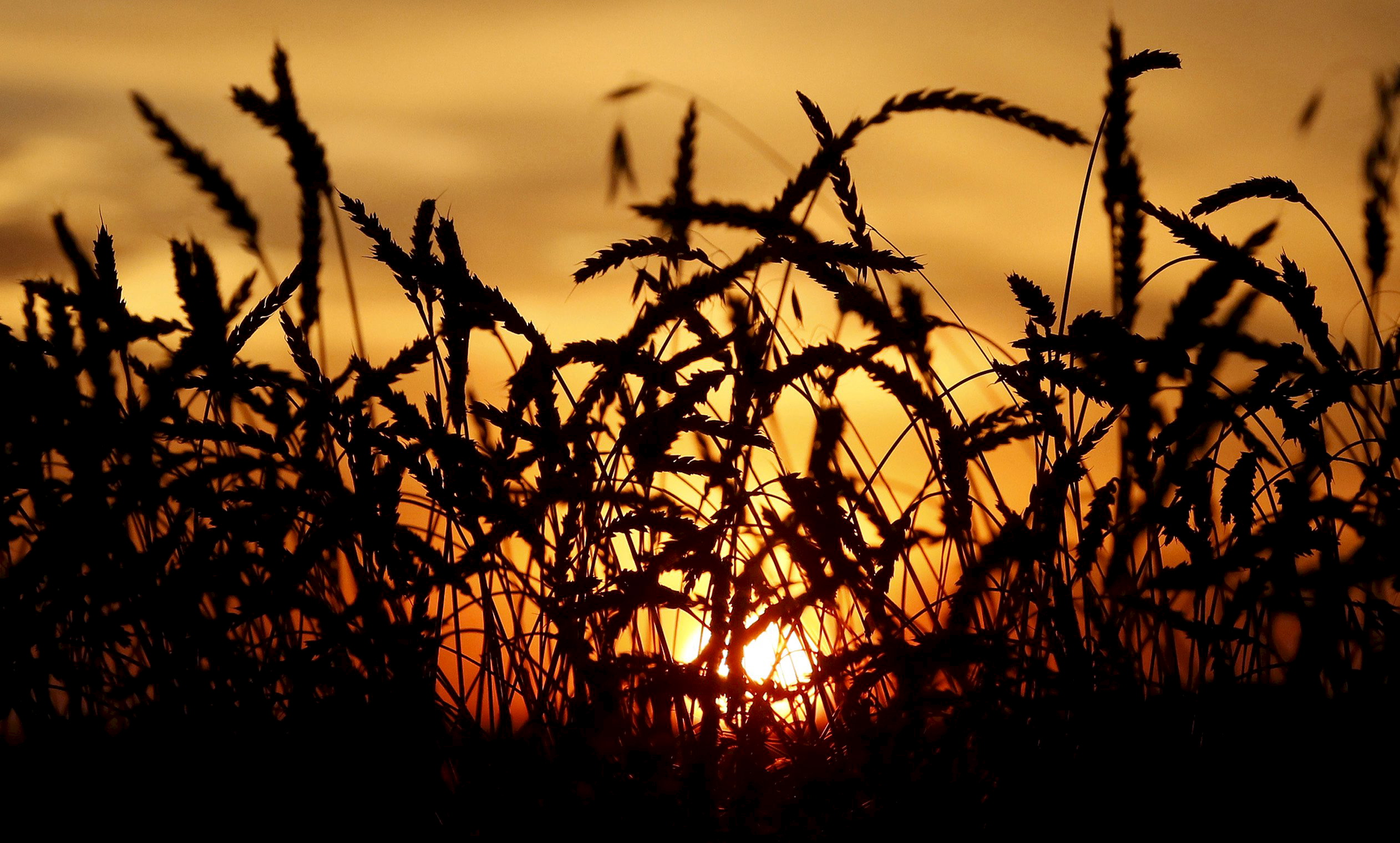 Wheat is seen during sunset in a field of the Solgonskoye farming company in the village of Solgon, Russia, in this September 6, 2014 file photo. REUTERS/Ilya Naymushin/Files