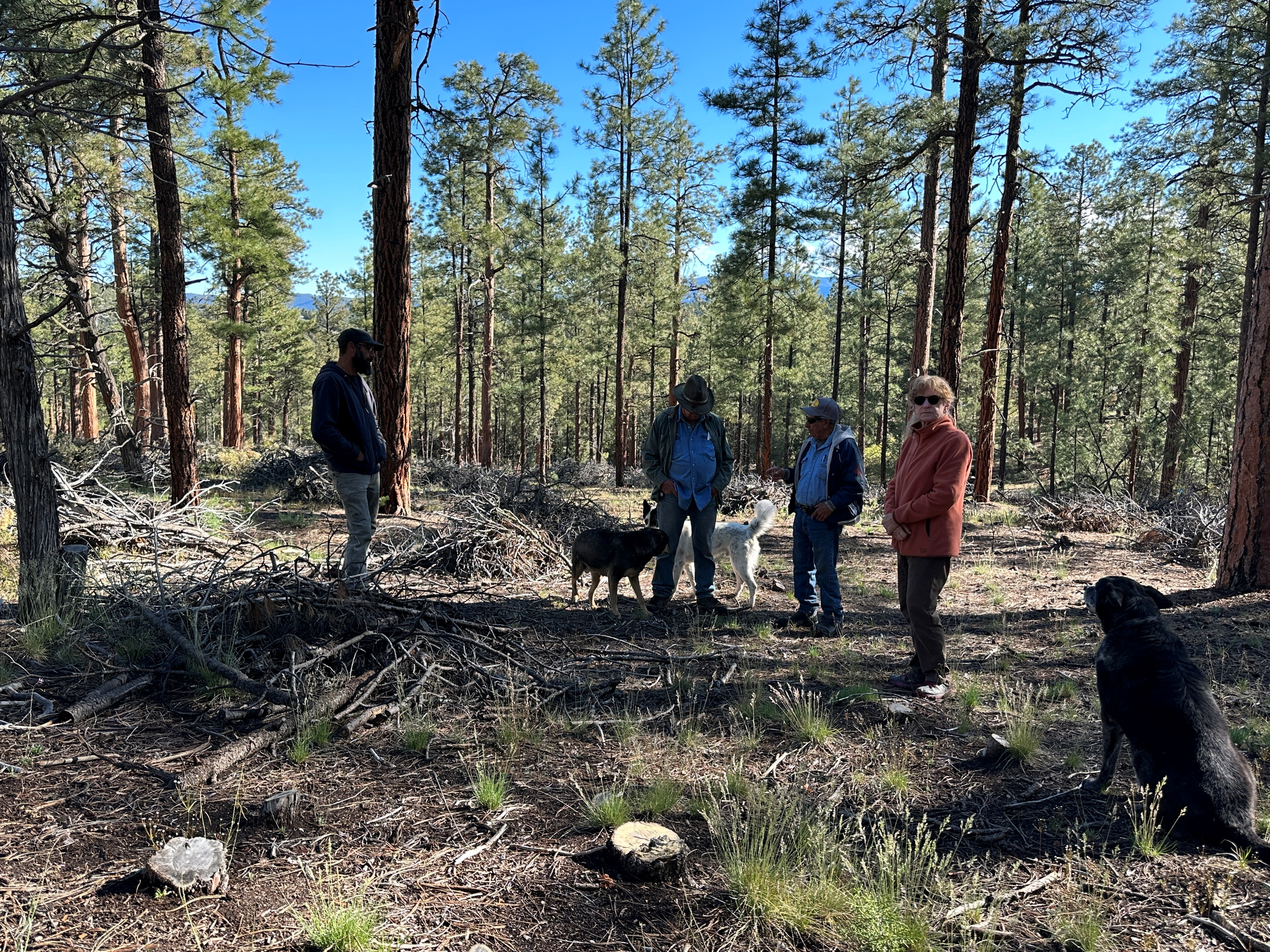 In New Mexico, an unlikely wildfire thinning alliance