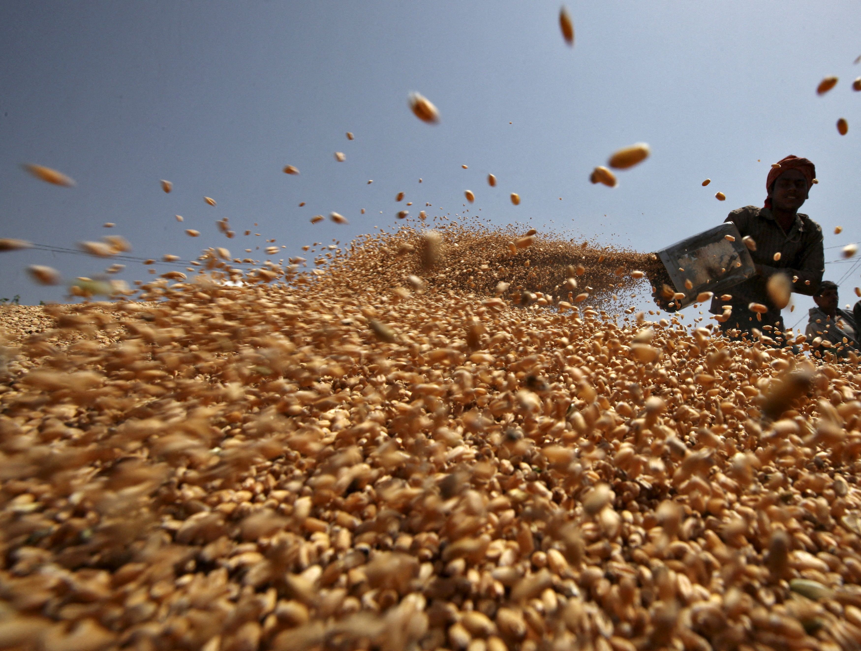 A worker spreads wheat crop for drying at a wholesale grain market in Chandigarh