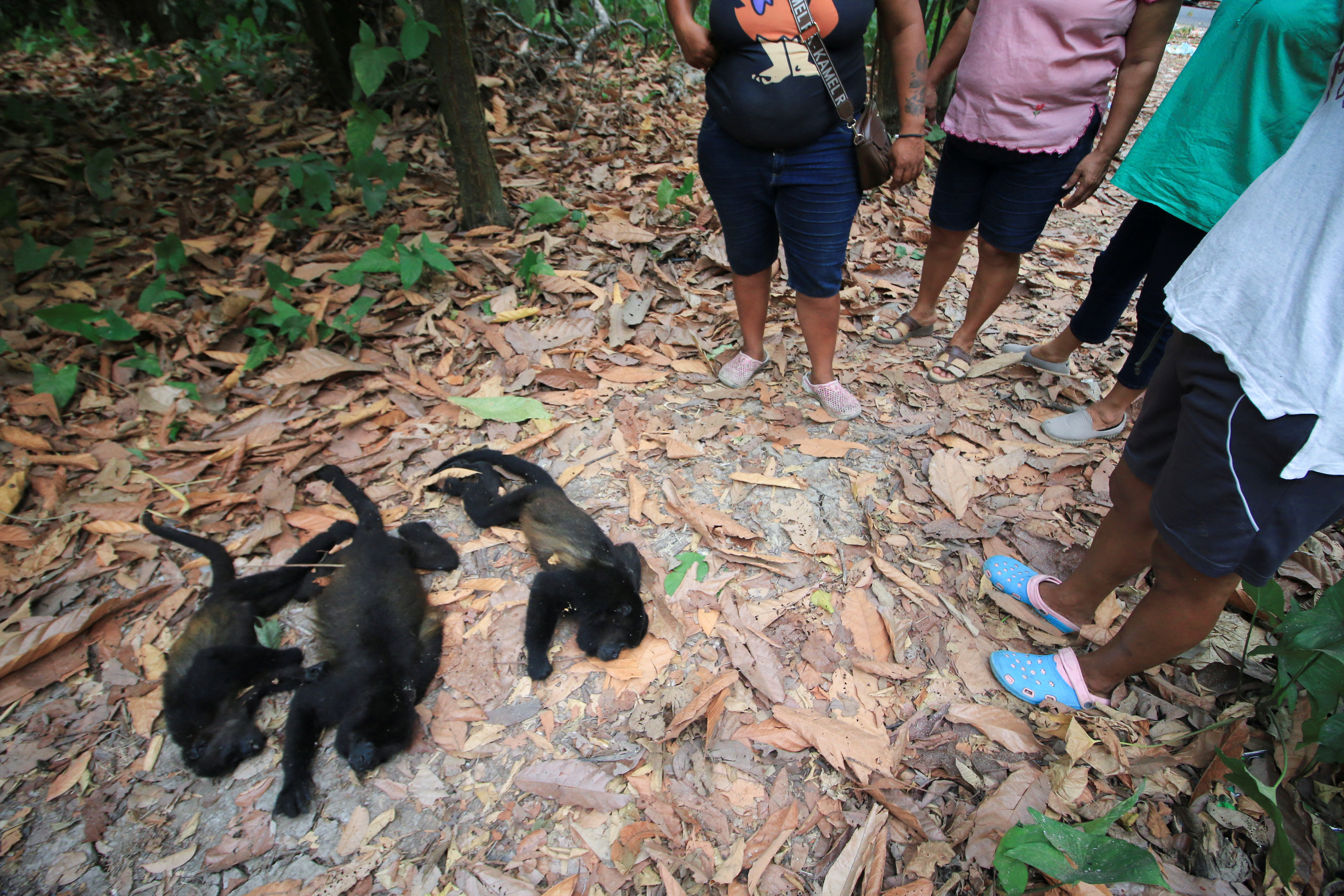 Saraguato monkeys (Alouatta palliata) die amid drought and high temperatures, in Buena Vista