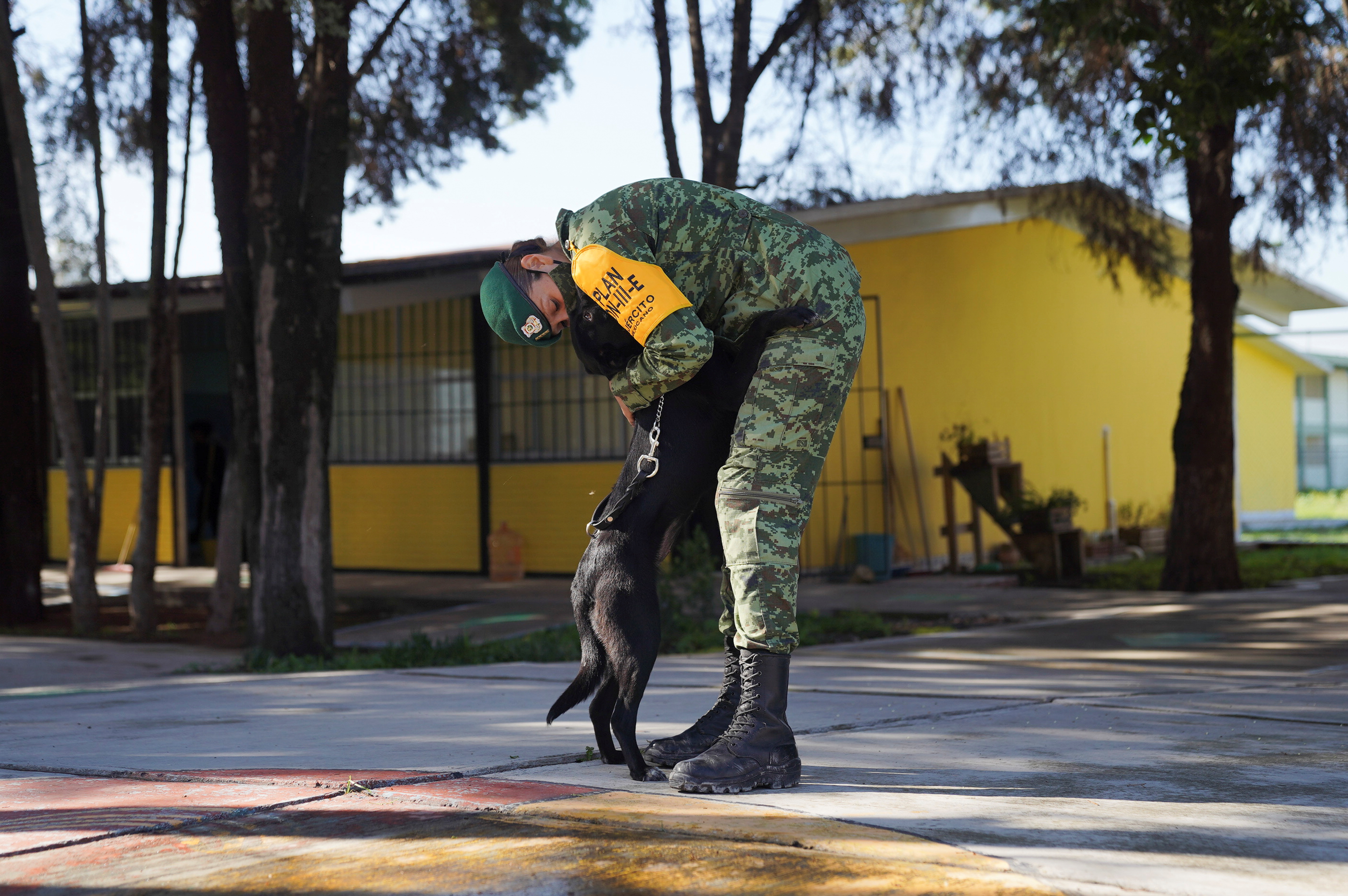 Street dogs find new homes after being rescued by Mexican Army