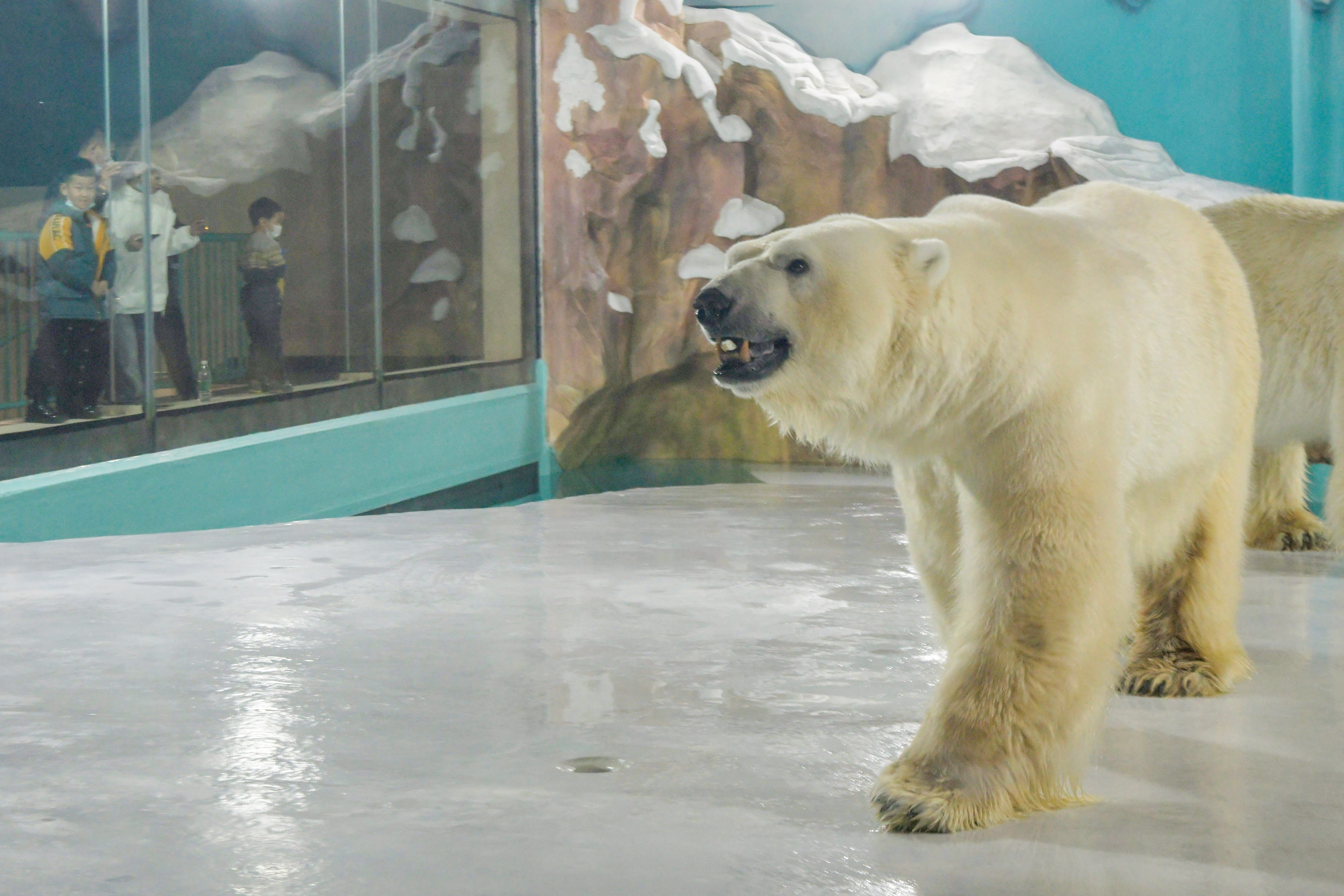 Polar bear is seen at an enclosure inside a hotel at a newly-opened polarland-themed park in Harbin