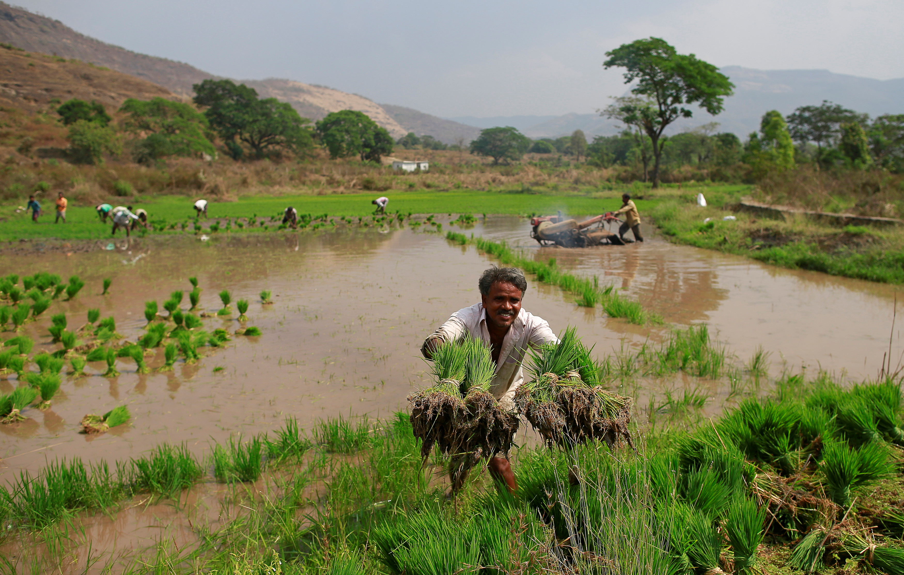 A laborer throws rice saplings as others plant them in another field in Karjat