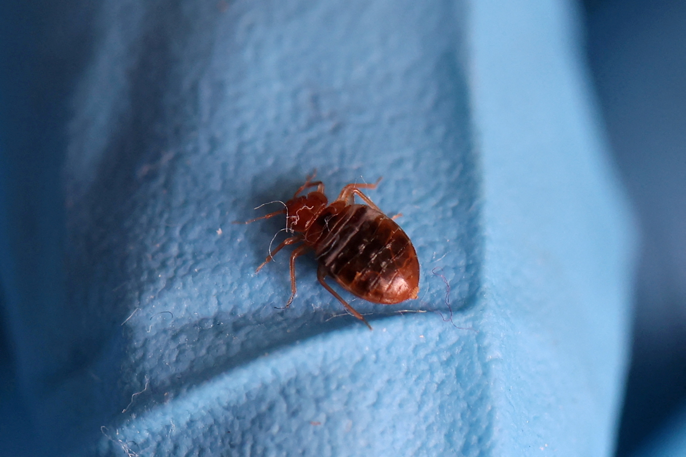Bed Bug Exterminator La King