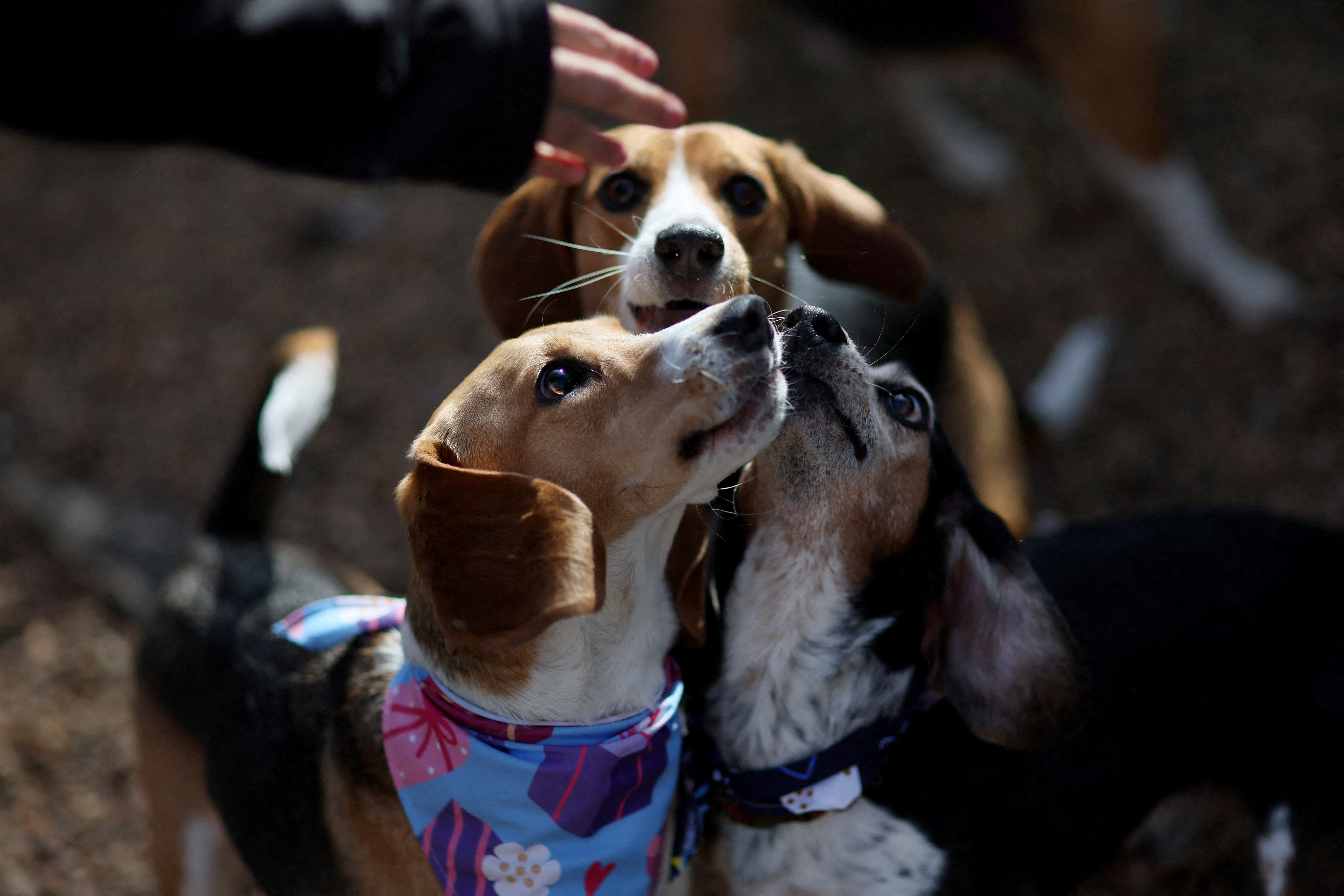 Owners of Envigo beagles meet up for a reunion in Charlottesville