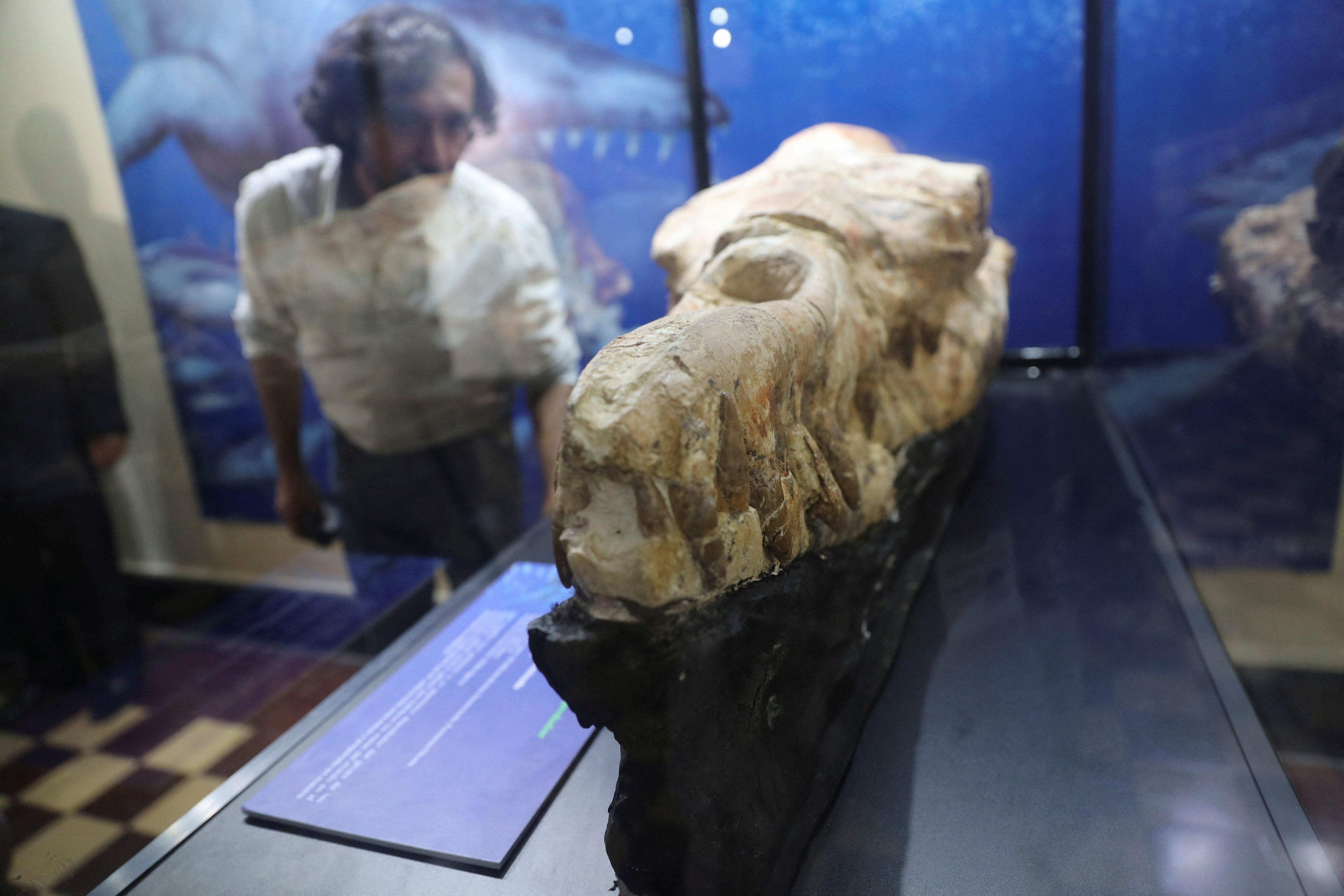 36 million-year-old Basilosaurus whale fossil displayed in Lima