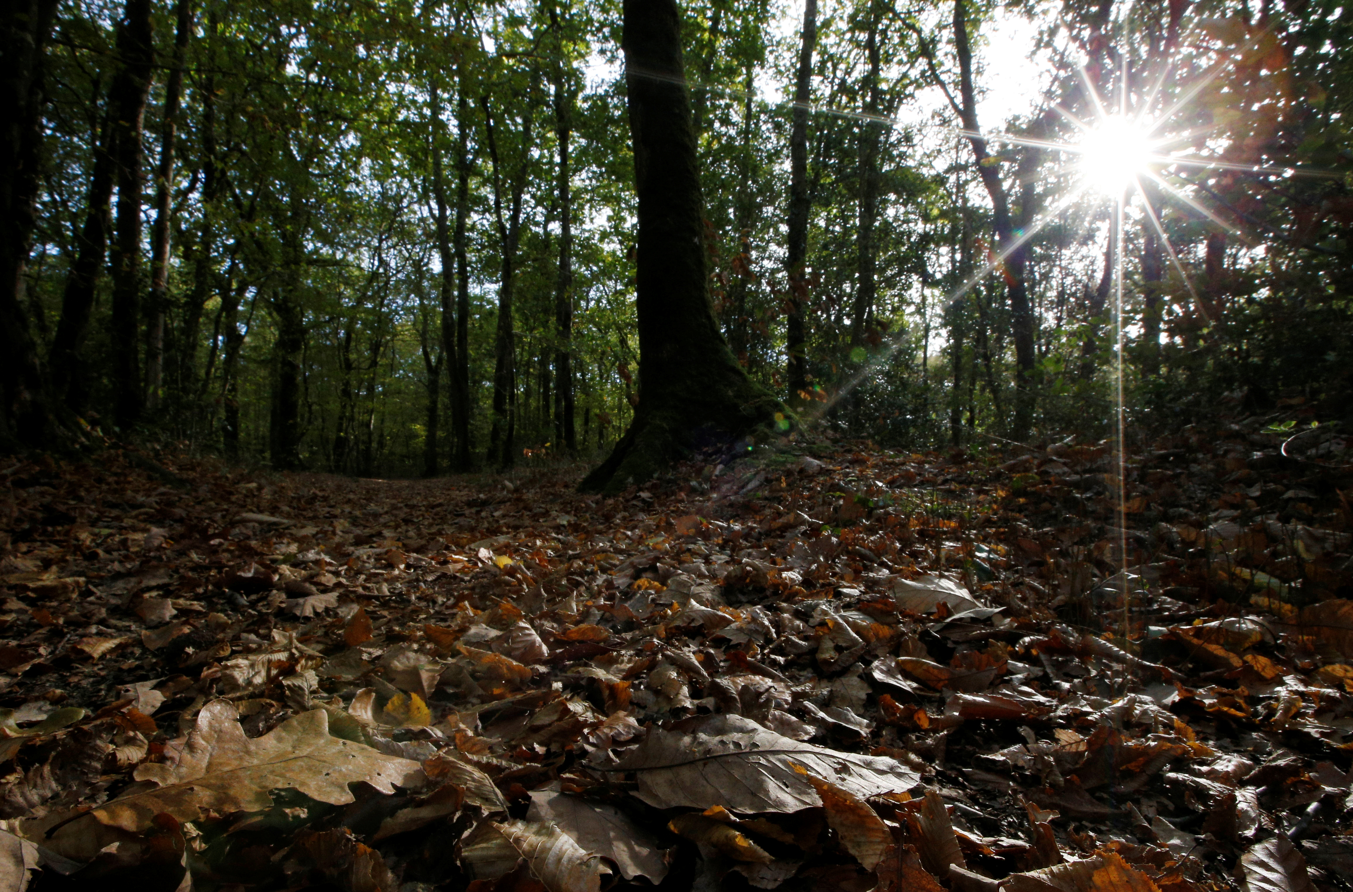 Fallen autumn leafs are seen in a forest in Vertou