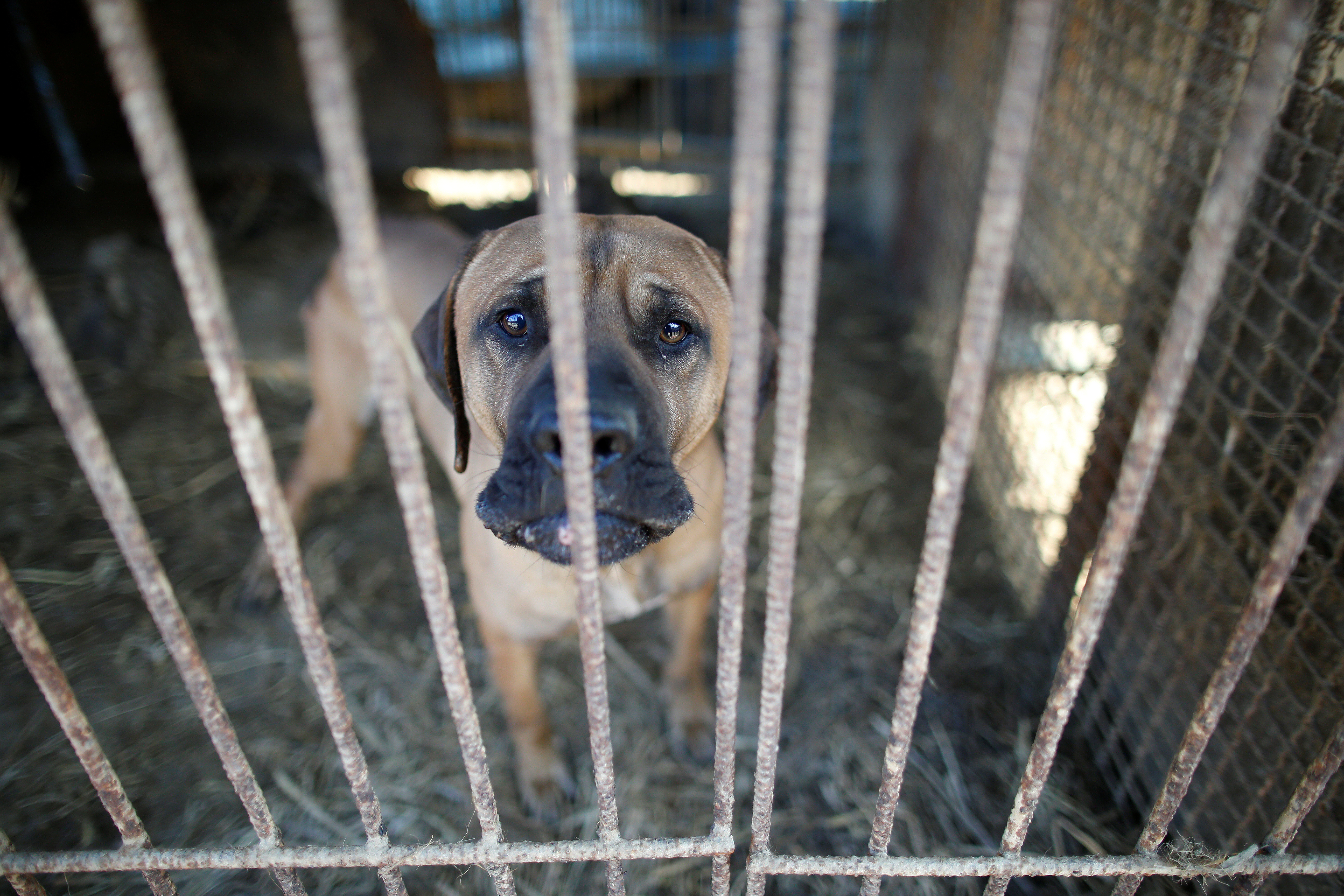 A dog is pictured in  a cage at a dog meat farm in Wonju