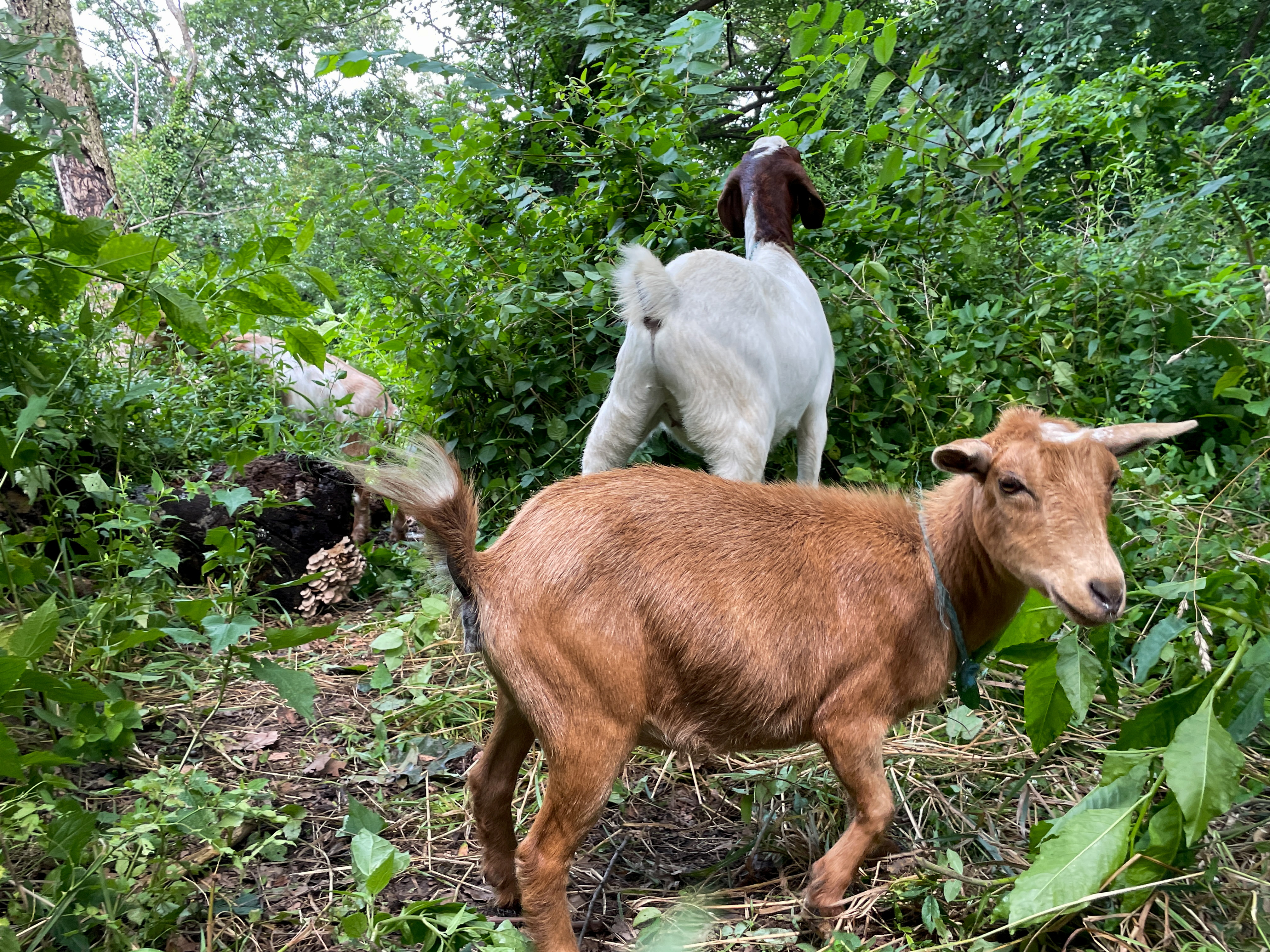 Two dozen goats eat their way through Riverside Park in New York City