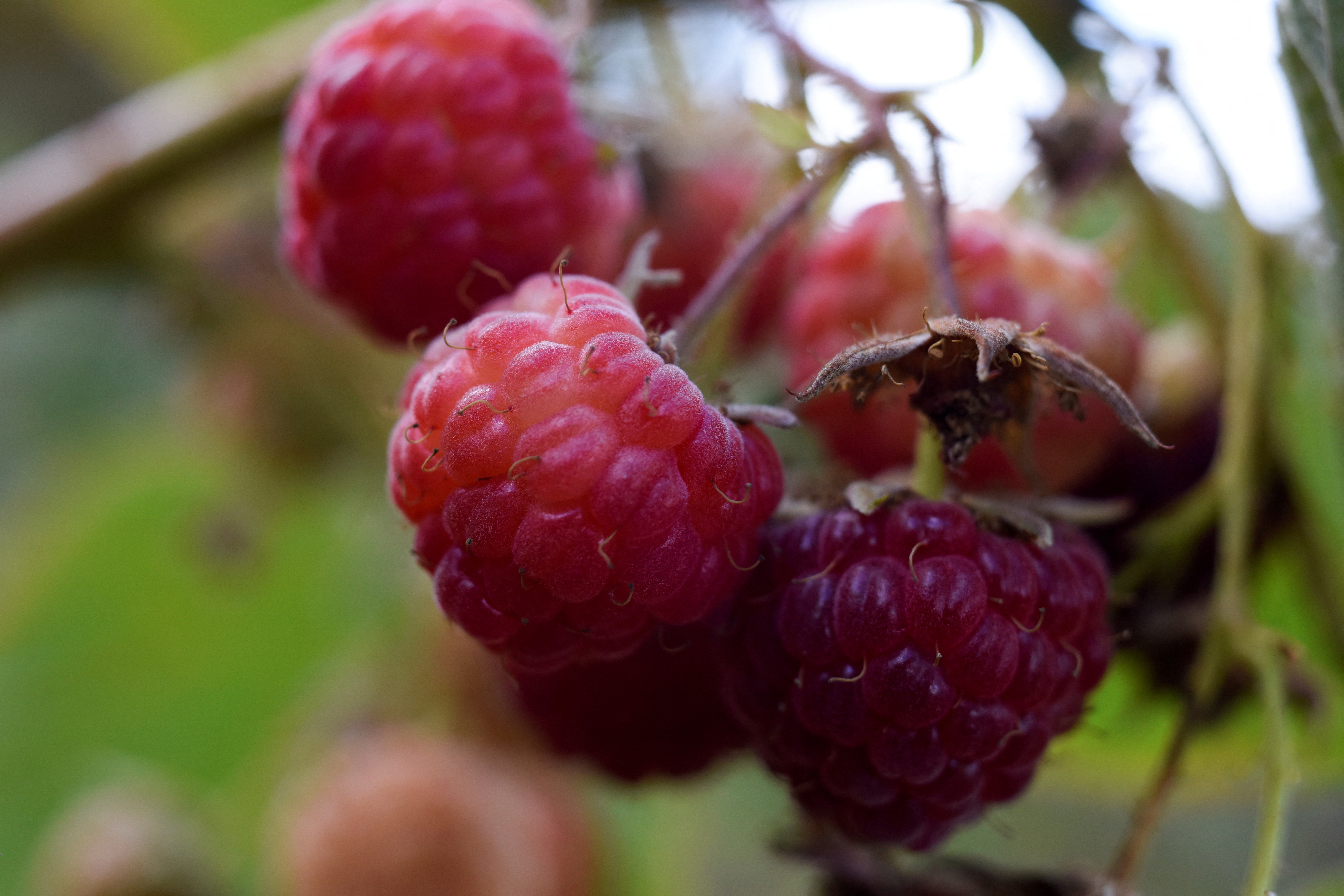 Raspberries are pictured during a harvest season at a farm in Chile