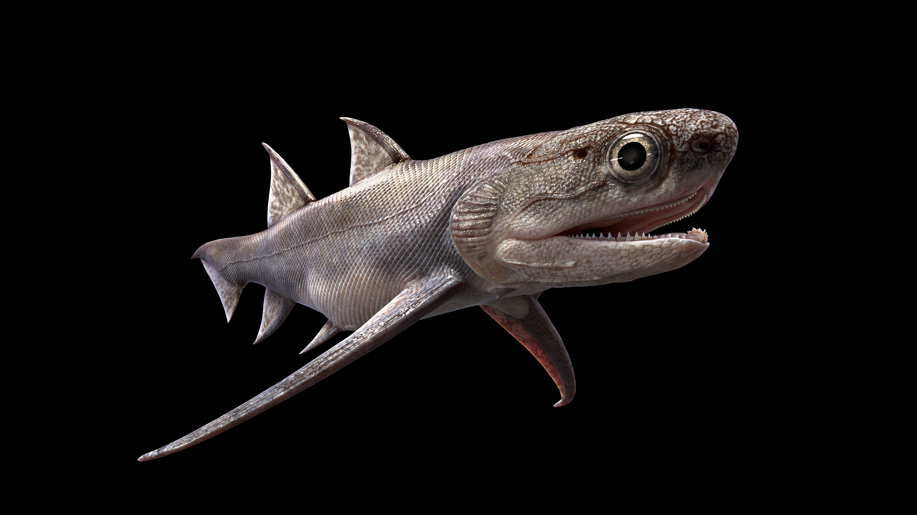 Chinese fish fossils take a bite out of mystery of origin of jaws | Reuters