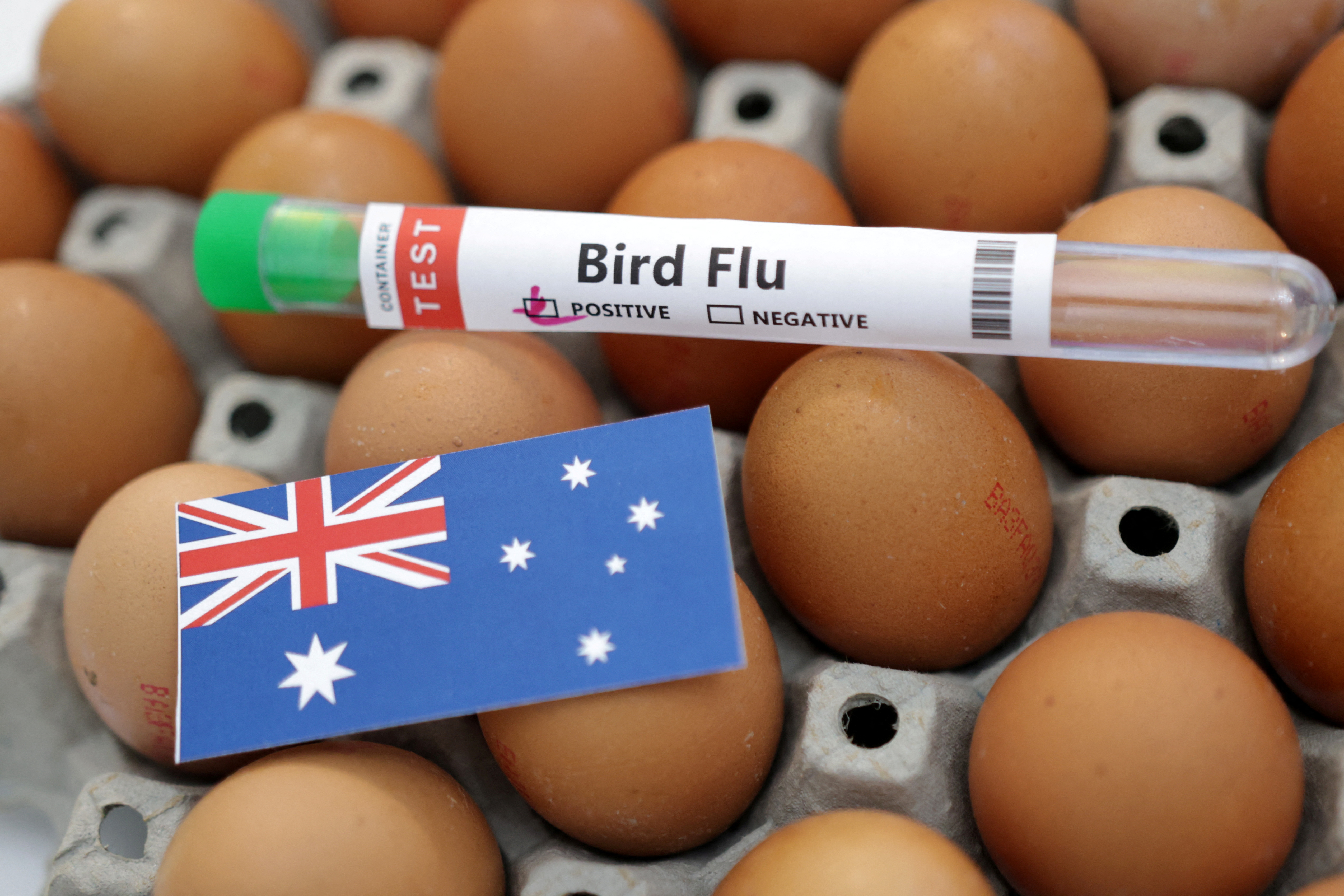 Illustration shows test tube labelled "Bird Flu", eggs and Australia flag