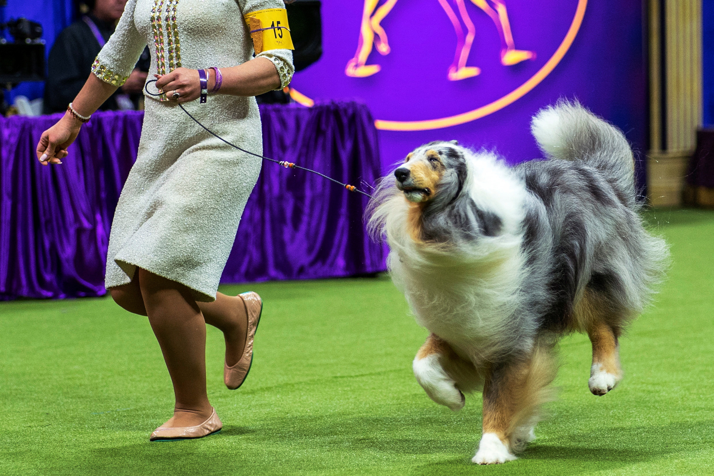 Scenes from the Westminster Dog Show May 15, 2024 Reuters