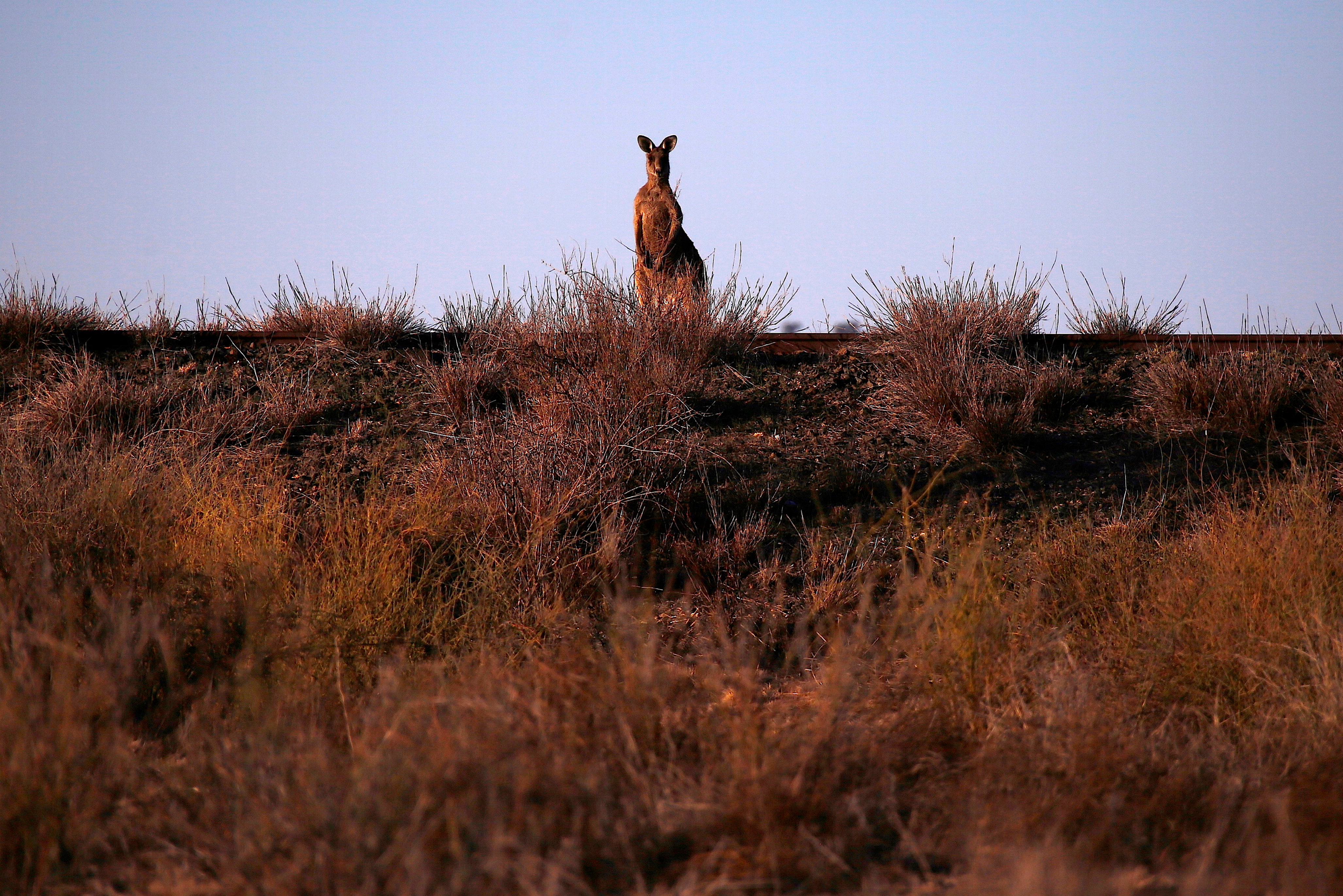 A kangaroo stands on a disused railway line located on the outskirts of Bourke in outback Australia