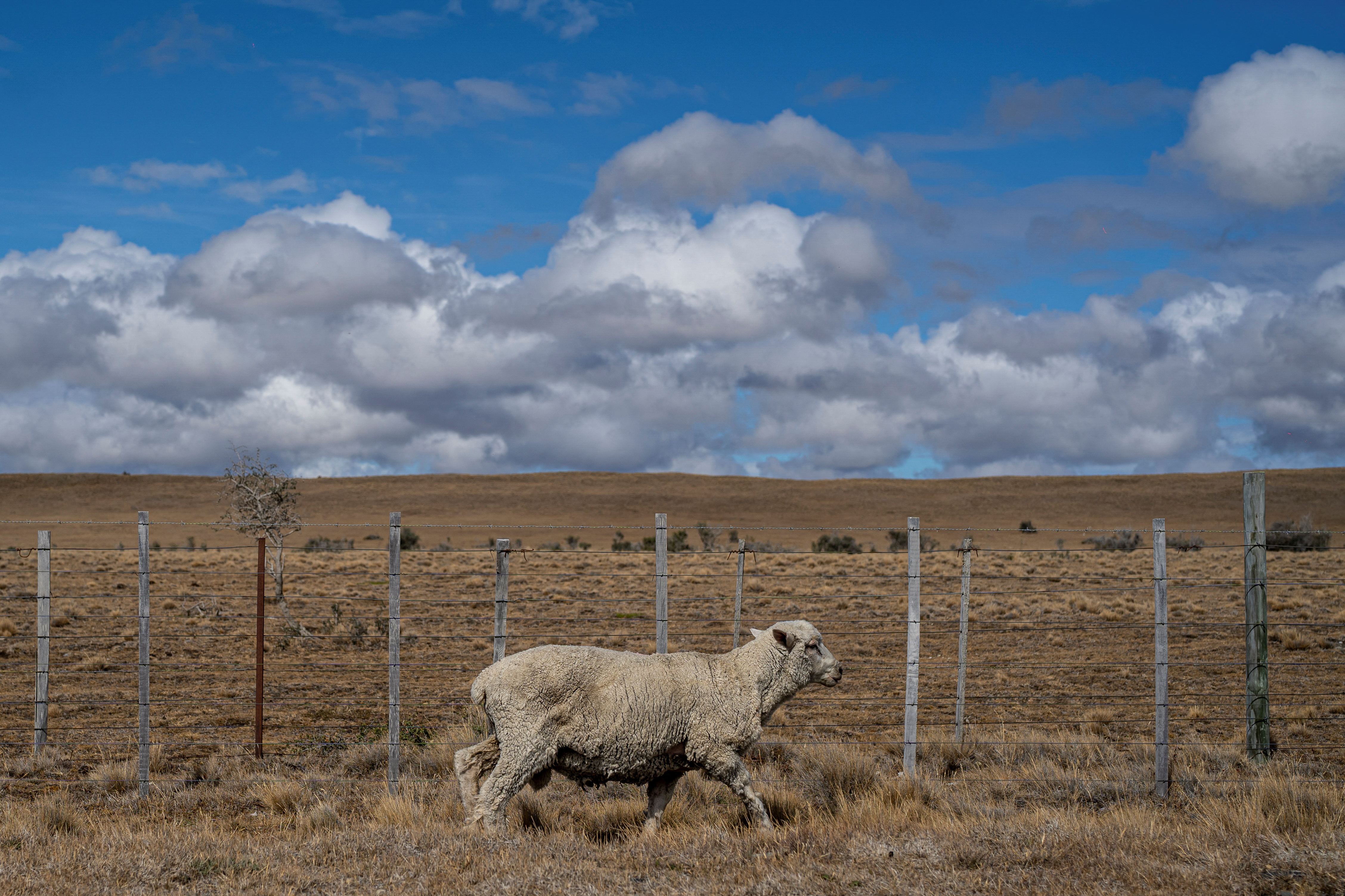 A sheep walks inside a fenced area, in Punta Arenas