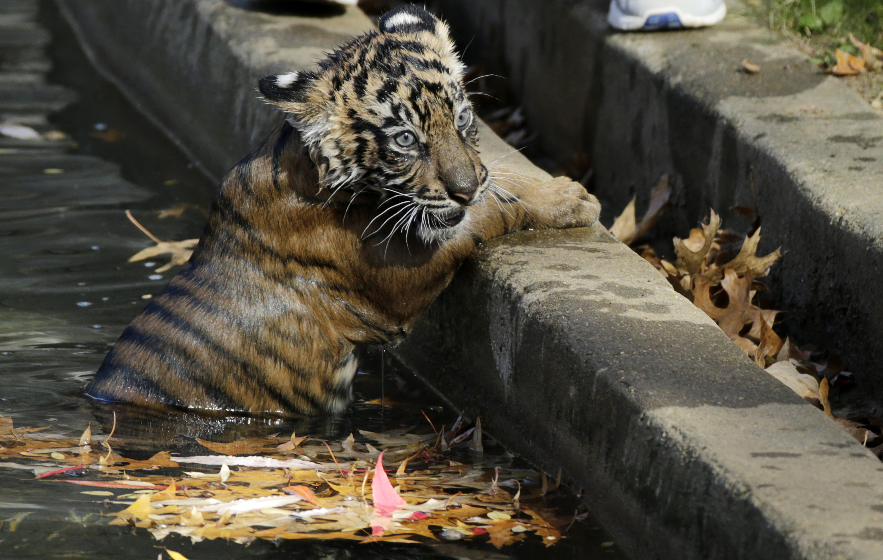 Sumatran tiger cubs perform in their swim tests at Smithsonian National Zoo in Washington