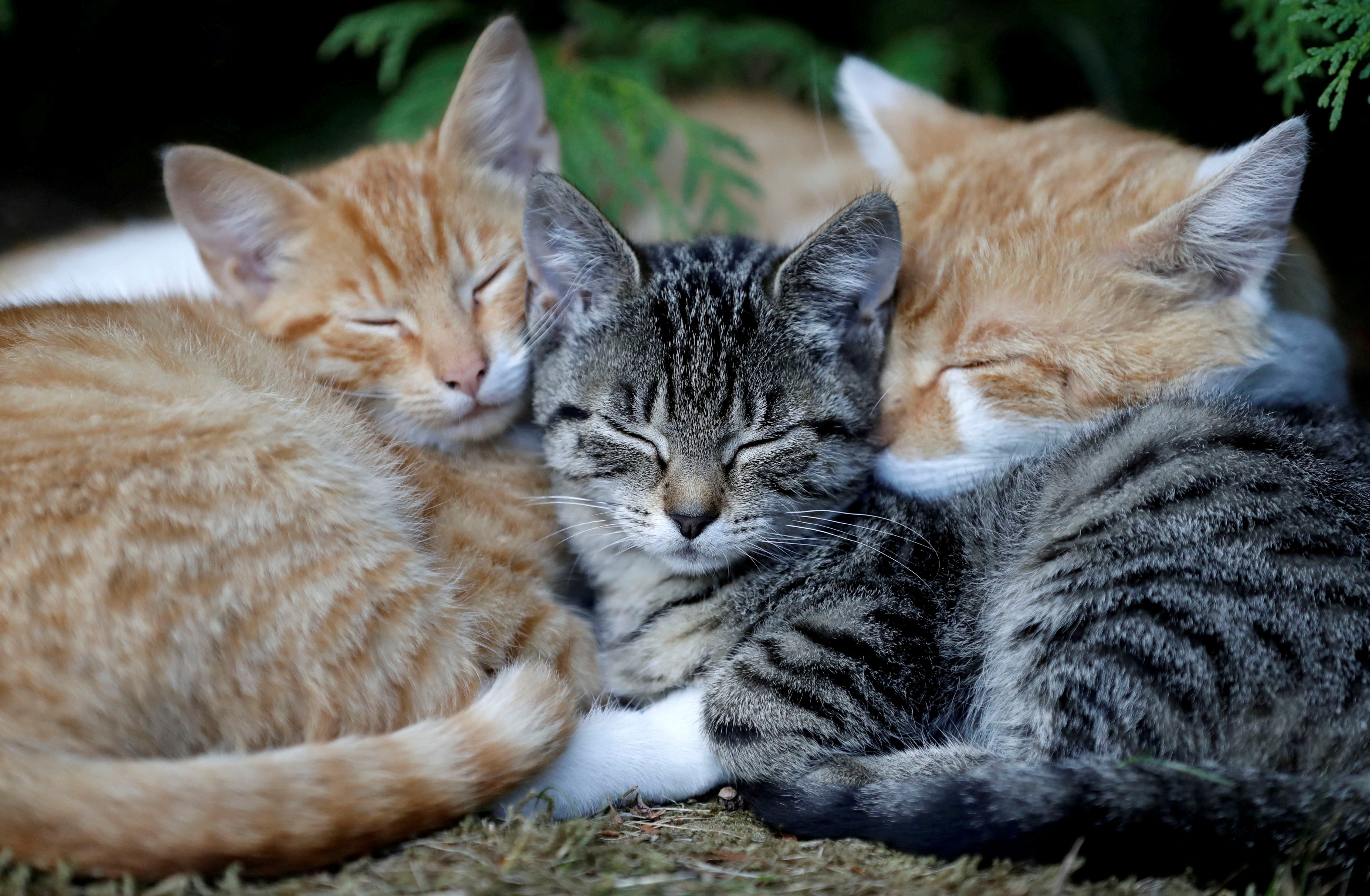 Cats sleep in the village of Krompach near the town of Cvikov
